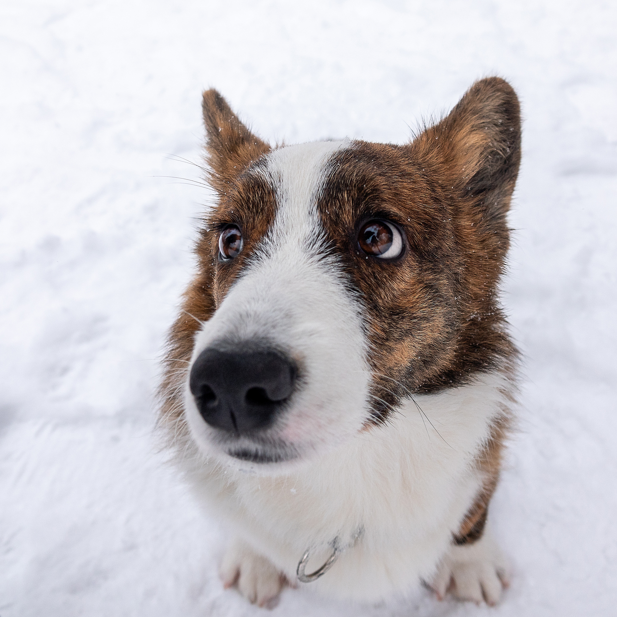 Фотосессия очаровательного малыша Кастера. Фотограф-анималист в Москве Юлия Лайхо
