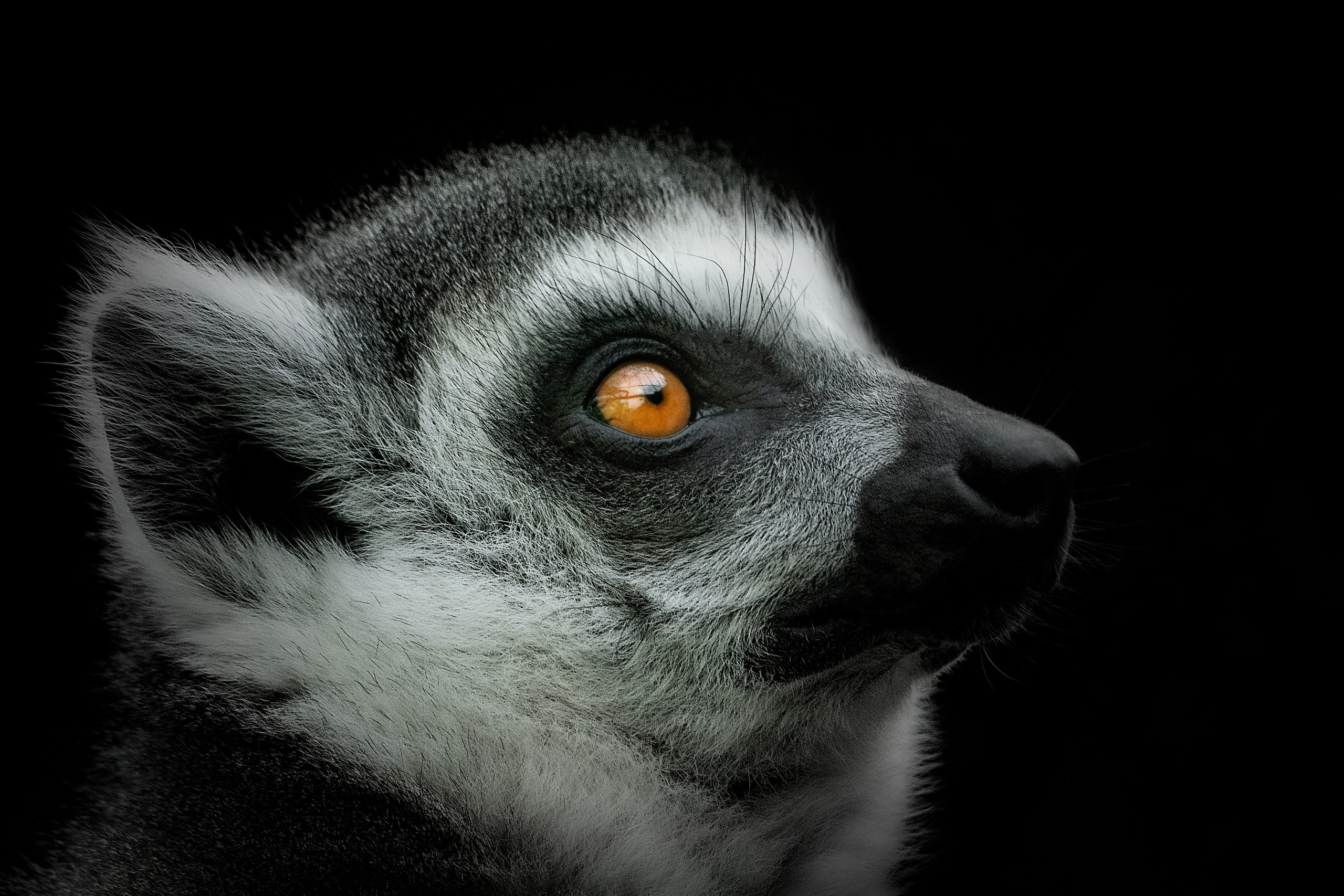 Фотограф-анималист в Москве Юлия Лайхо