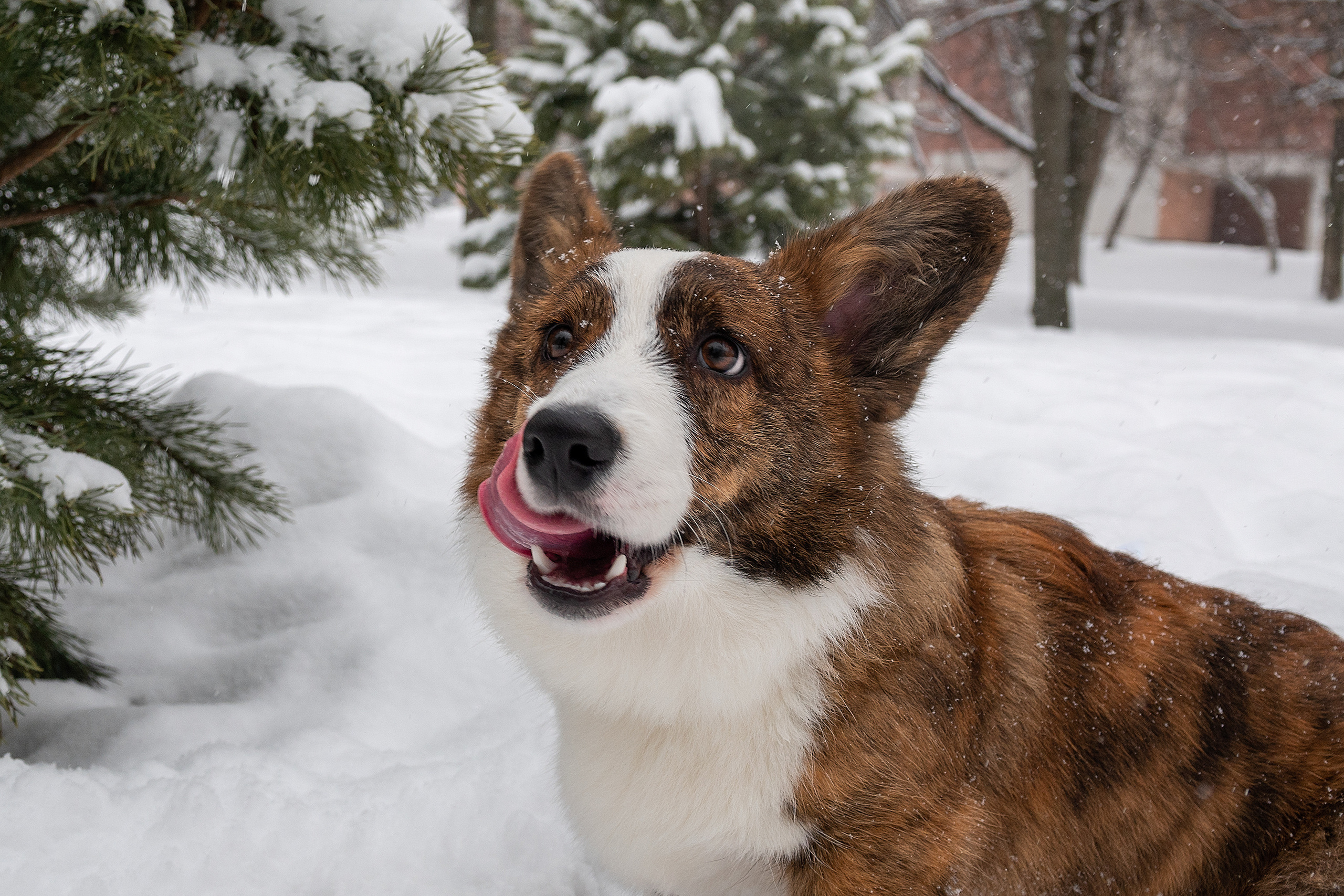 Фотосессия очаровательного малыша Кастера. Фотограф-анималист в Москве Юлия Лайхо