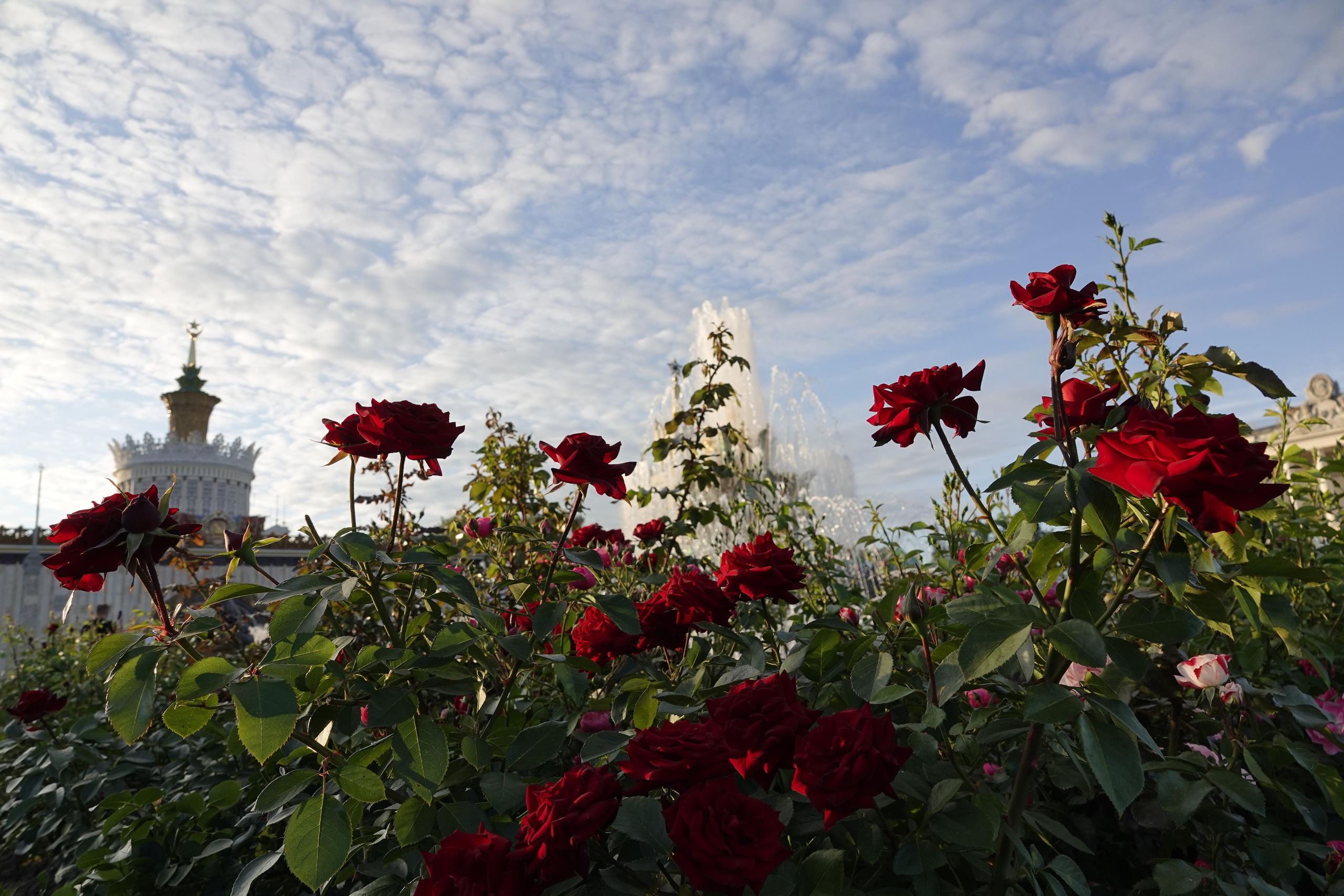 До / после. Фотограф-анималист в Москве Юлия Лайхо