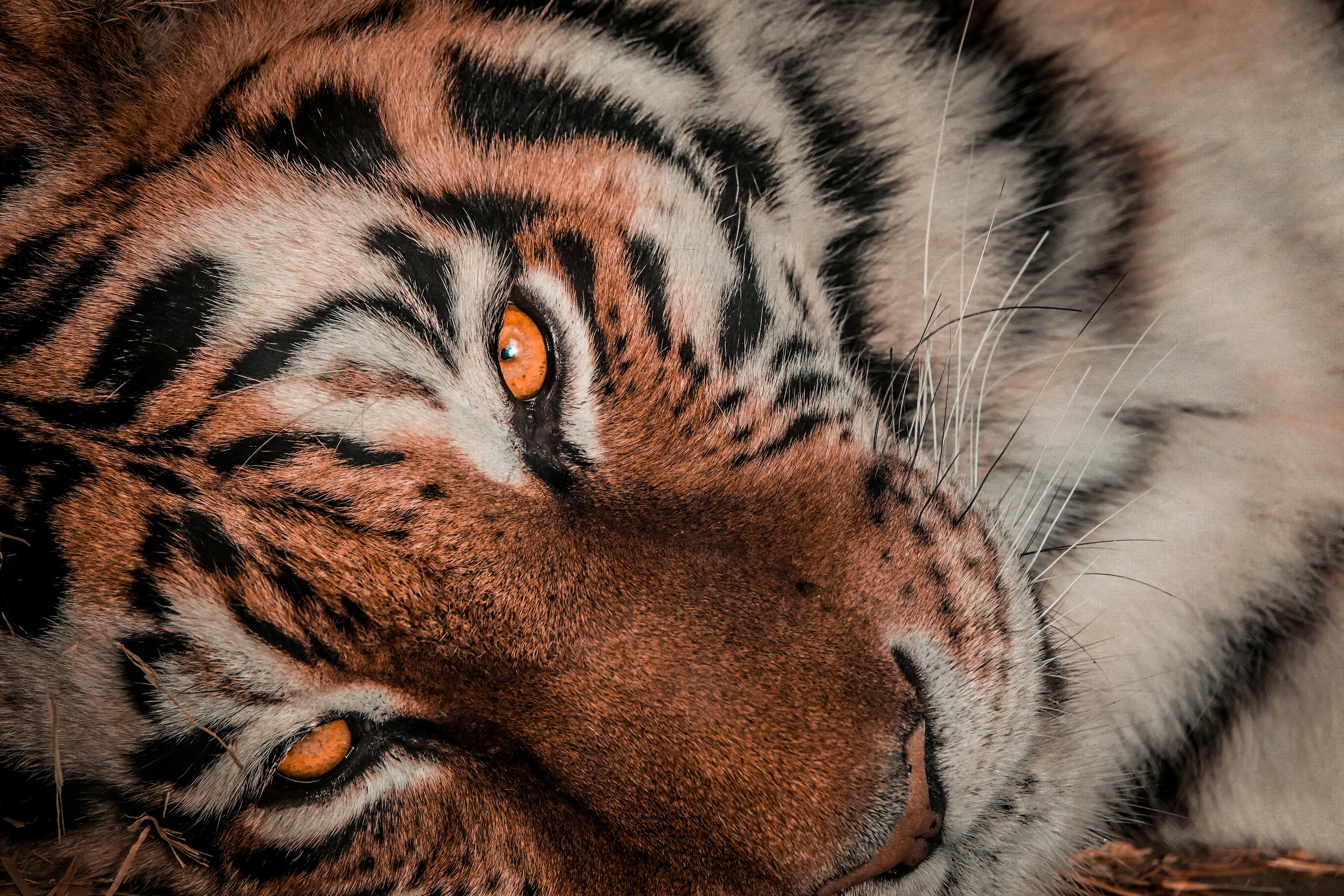 До / после. Фотограф-анималист в Москве Юлия Лайхо