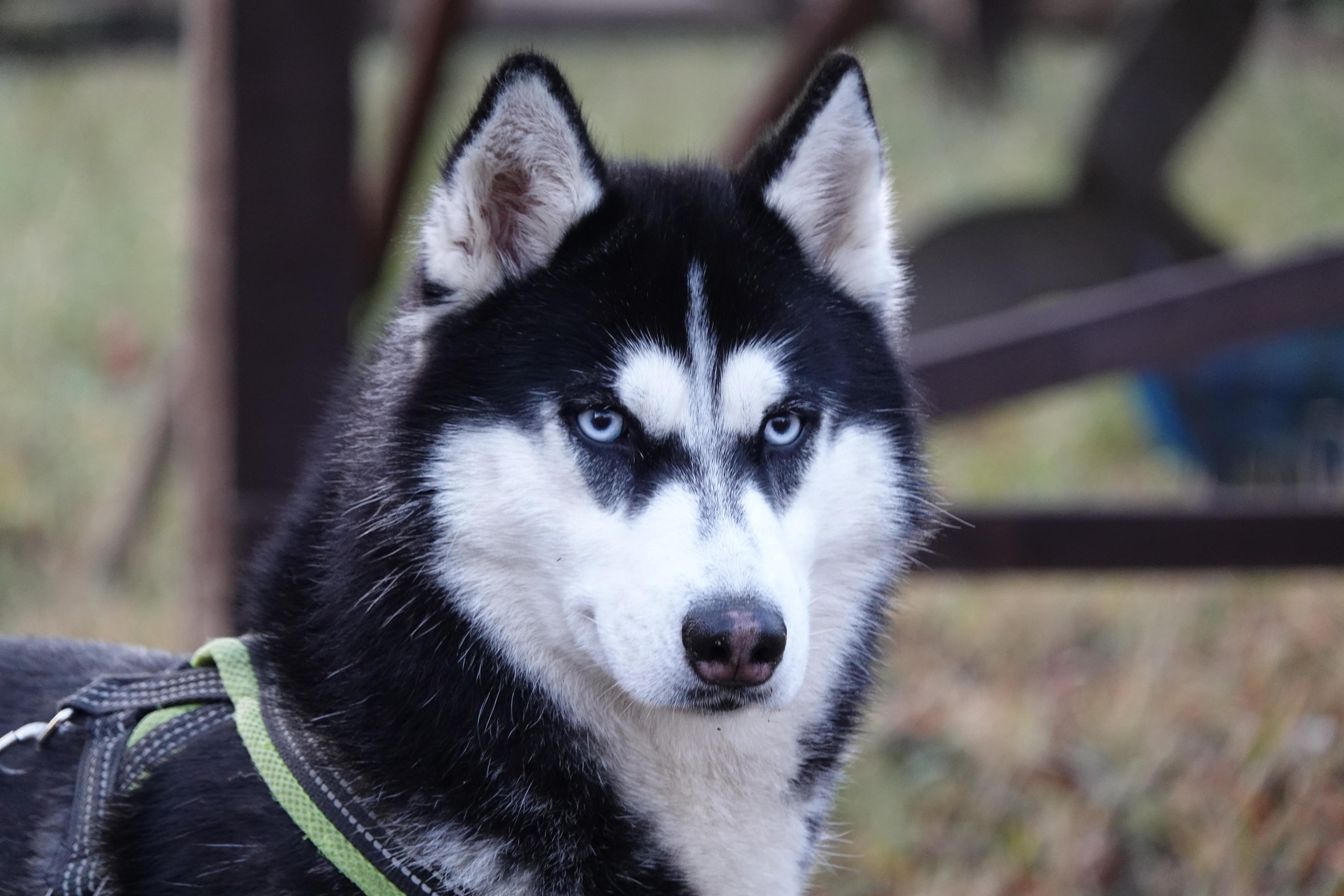 До / после. Фотограф-анималист в Москве Юлия Лайхо