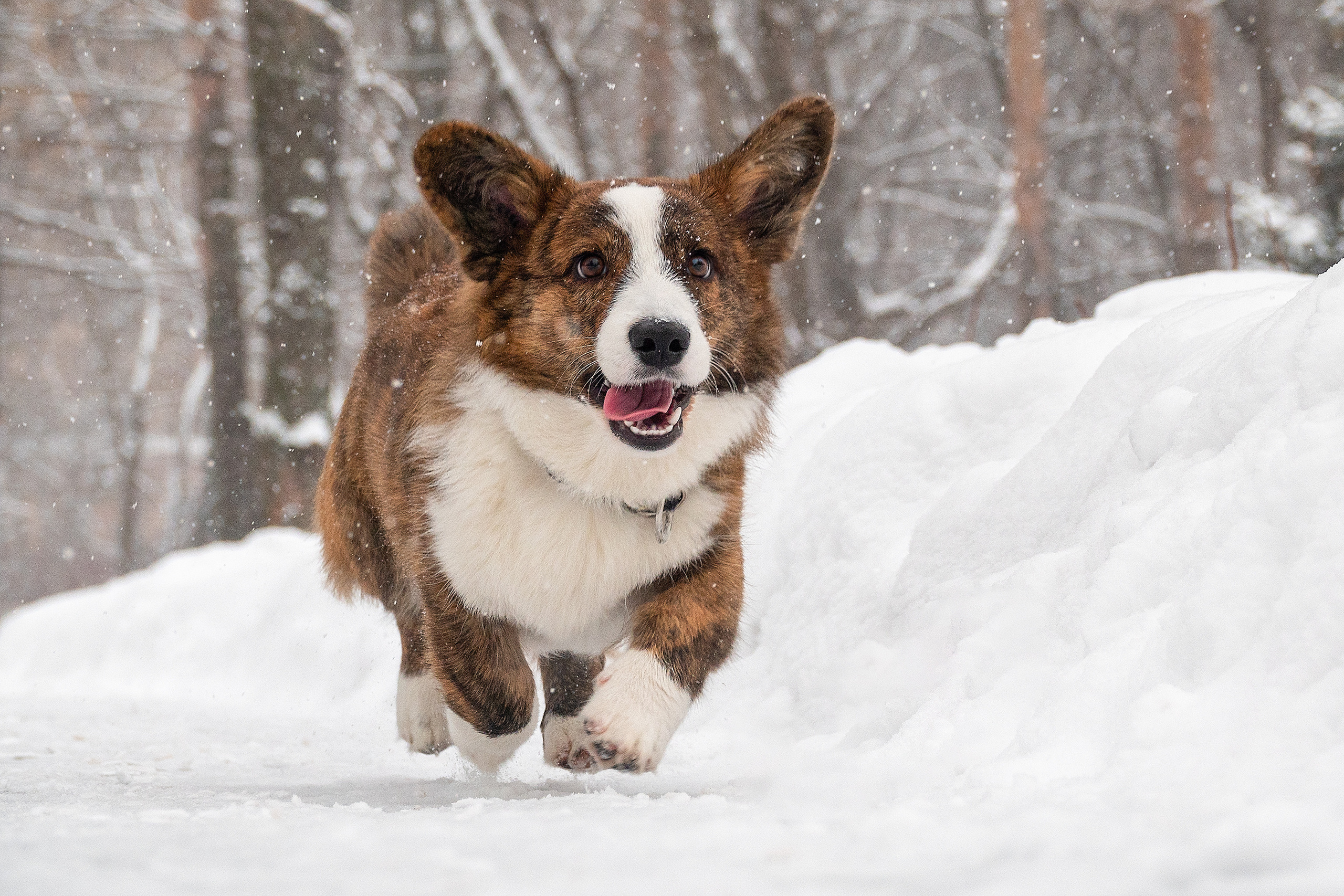 Фотосессия очаровательного малыша Кастера. Фотограф-анималист в Москве Юлия Лайхо