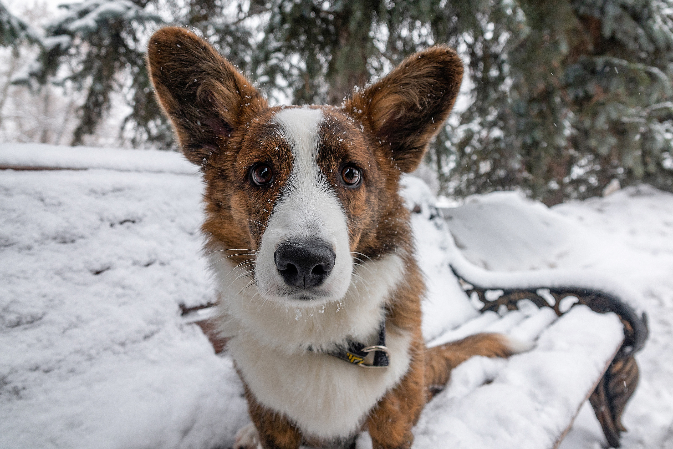 Фотосессия очаровательного малыша Кастера. Фотограф-анималист в Москве Юлия Лайхо