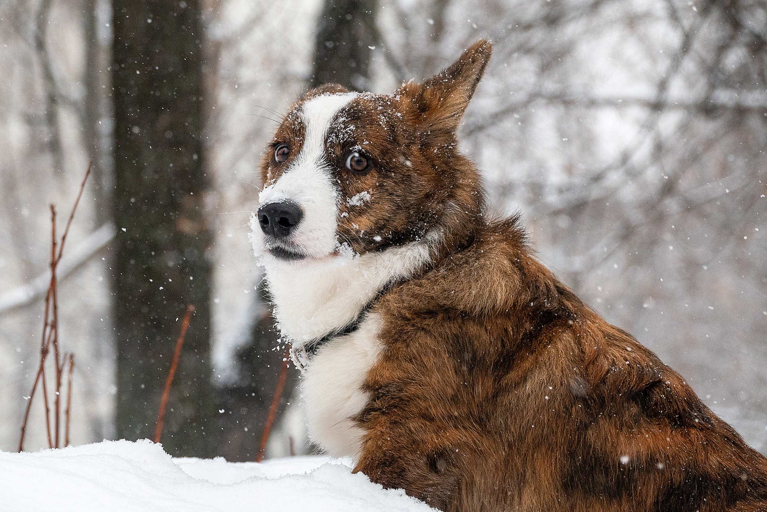Фотосессия очаровательного малыша Кастера. Фотограф-анималист в Москве Юлия Лайхо