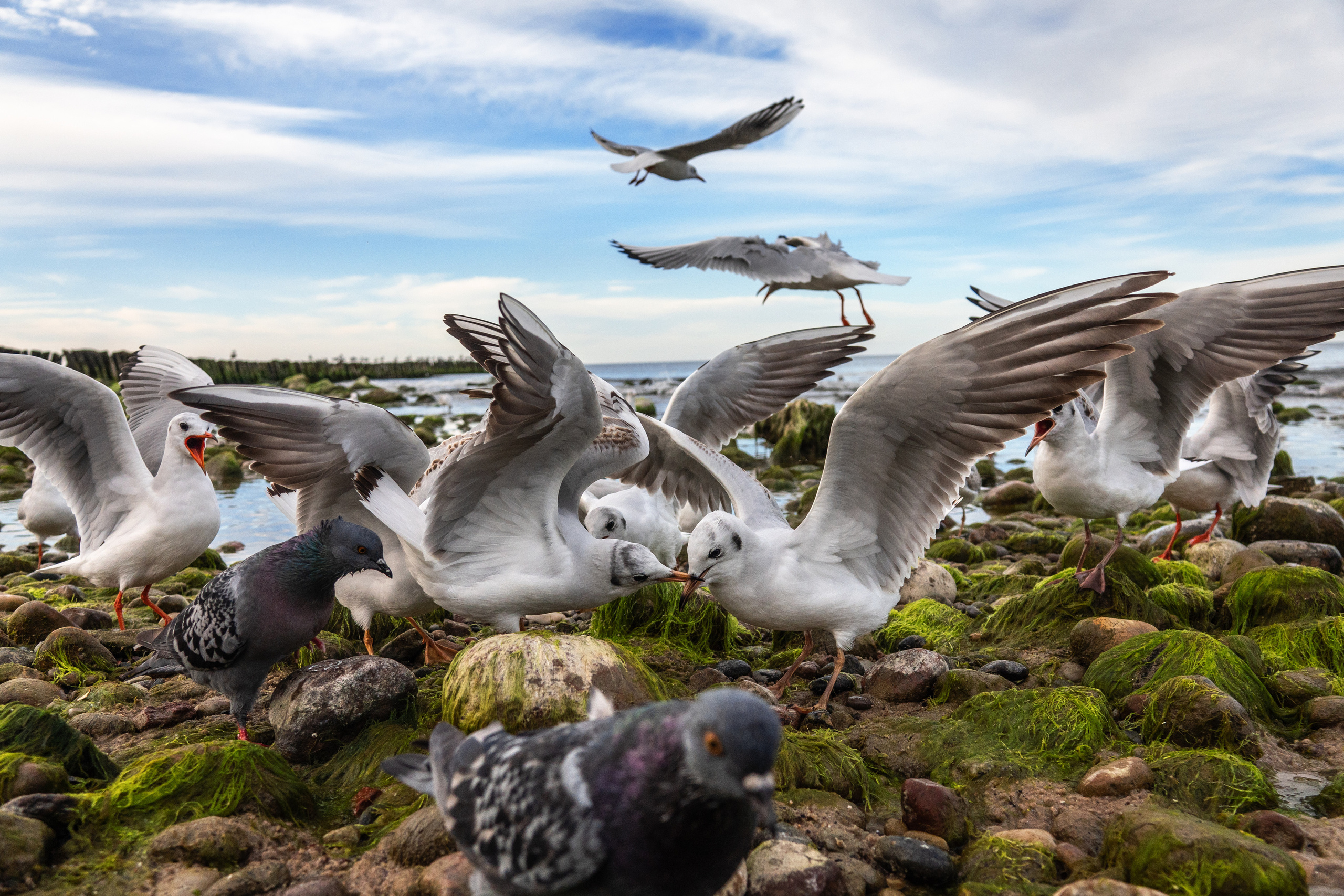 Фотограф-анималист в Москве Юлия Лайхо