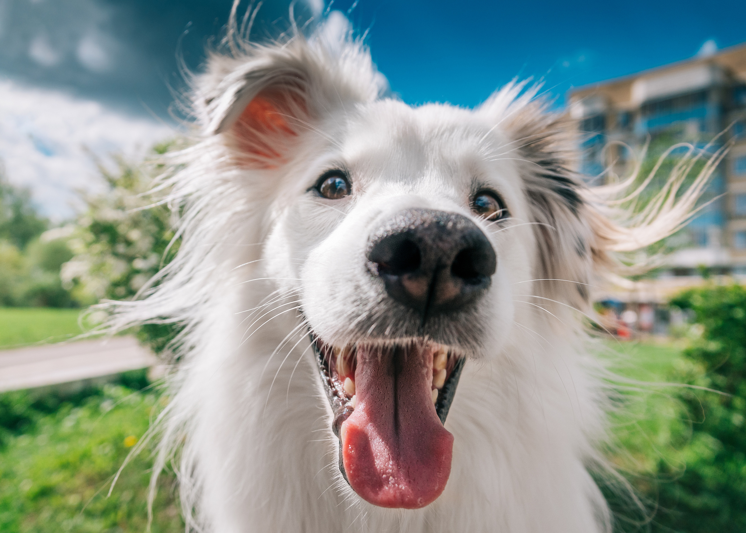 Фотограф-анималист в Москве Юлия Лайхо
