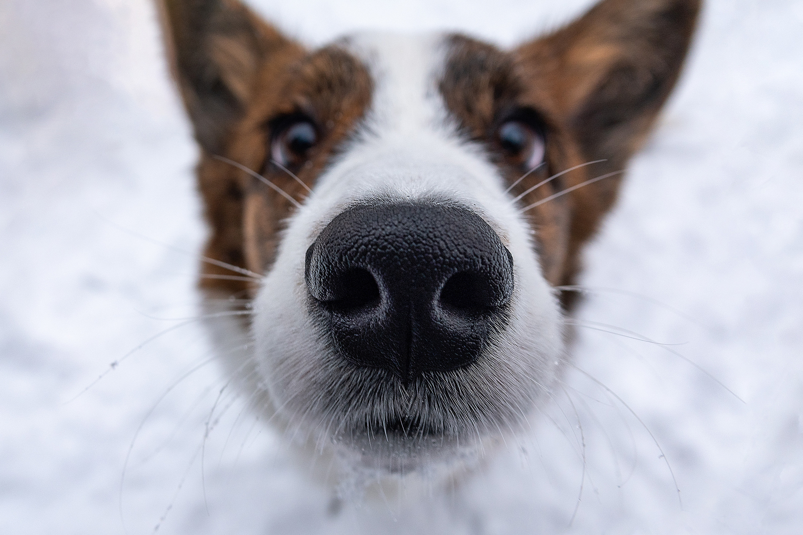 Фотосессия очаровательного малыша Кастера. Фотограф-анималист в Москве Юлия Лайхо