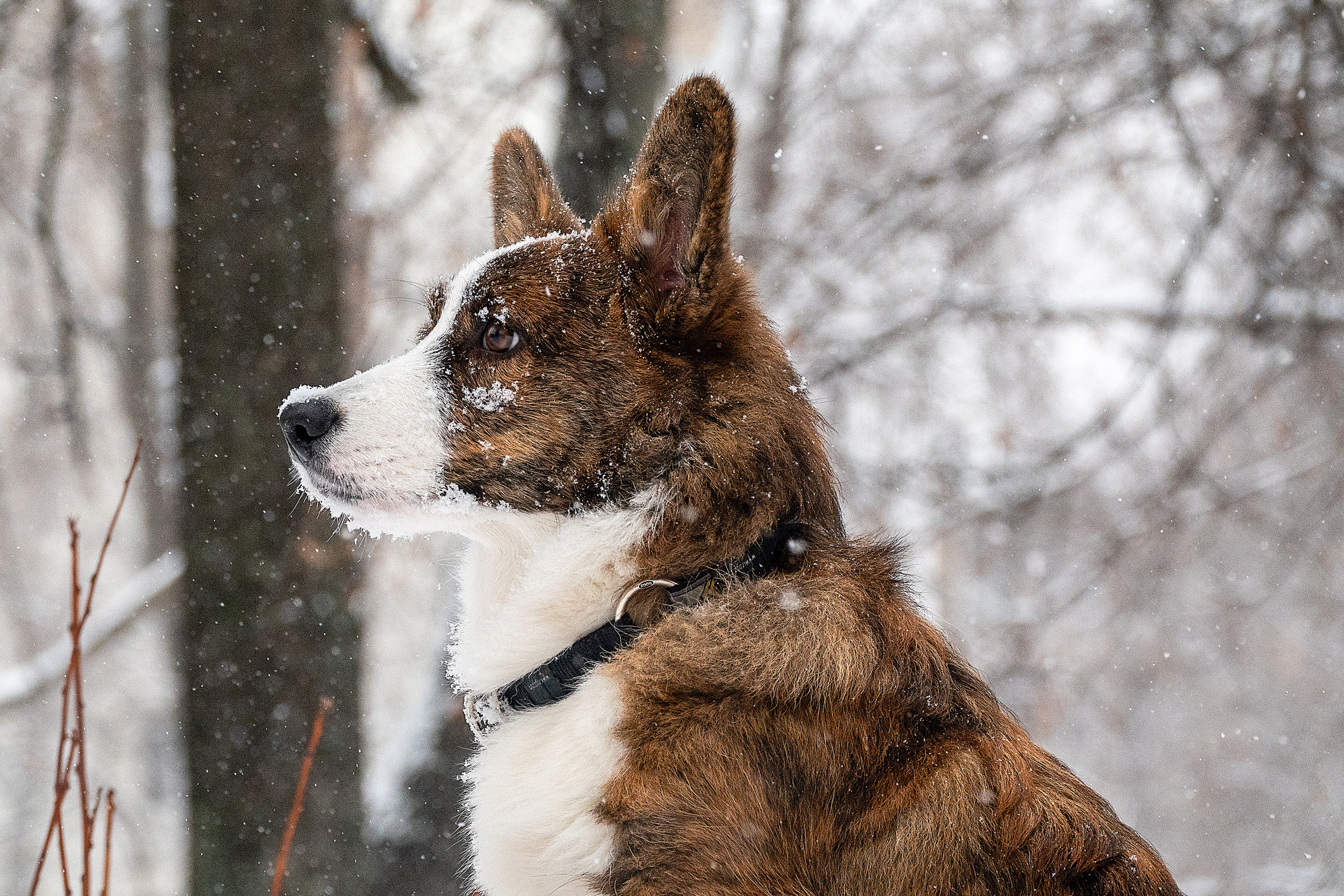 Фотосессия очаровательного малыша Кастера. Фотограф-анималист в Москве Юлия Лайхо