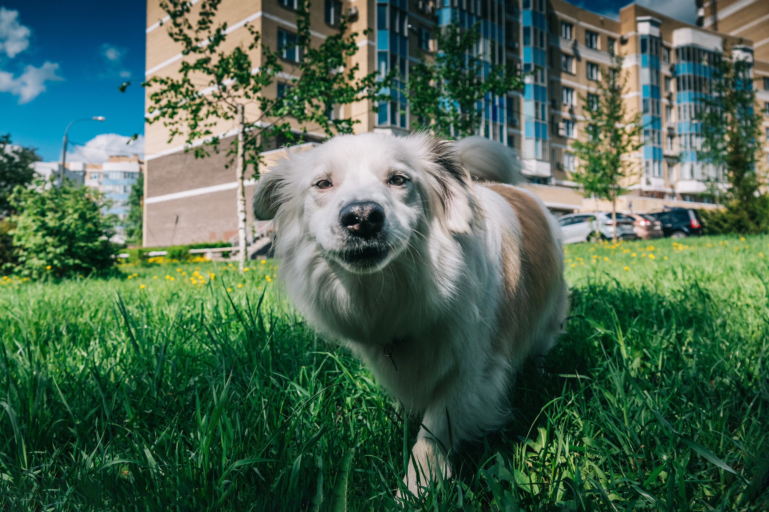 Фотоссесия красавчика пса Даная и его человека Оли. Фотограф-анималист в Москве Юлия Лайхо