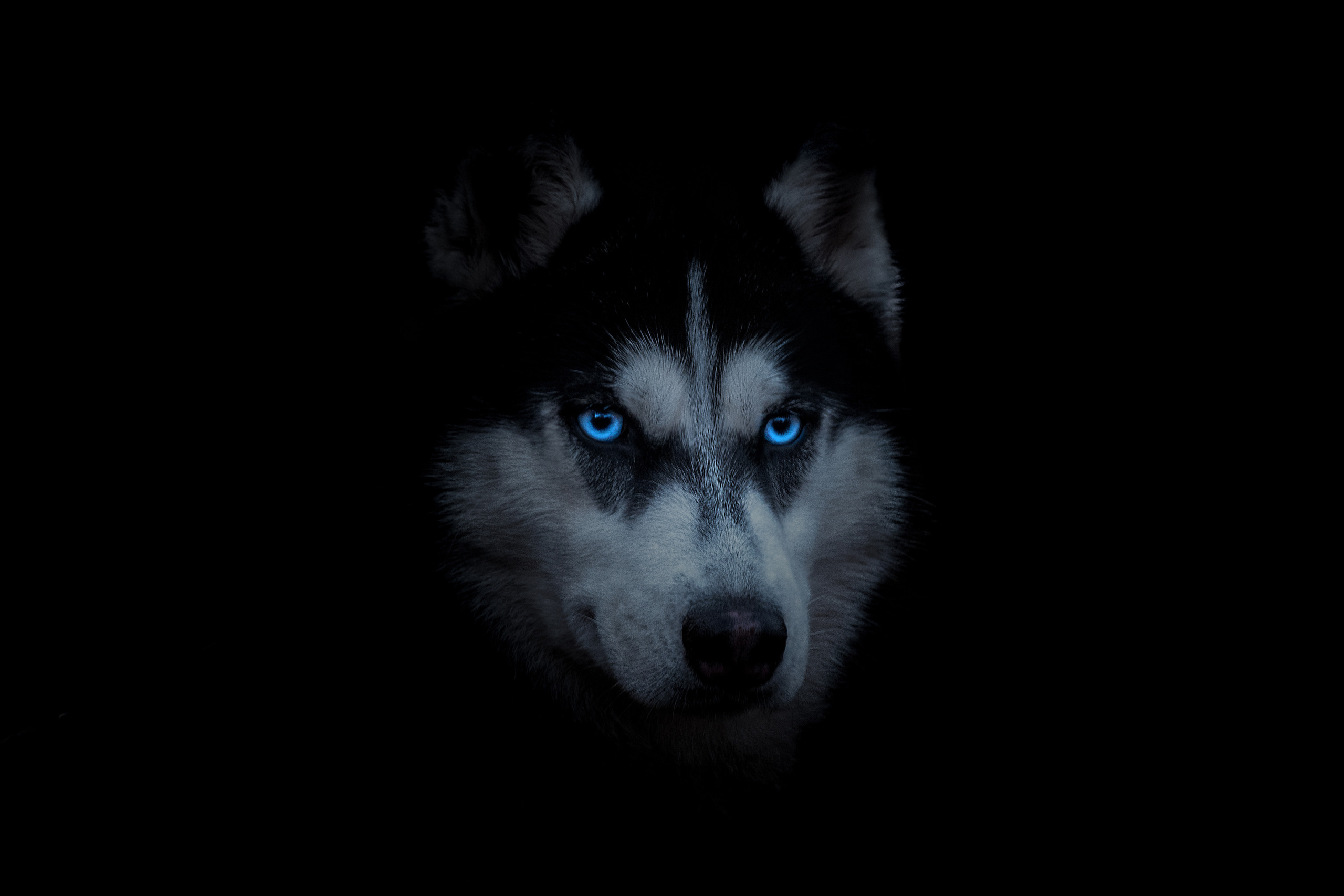 Фотограф-анималист в Москве Юлия Лайхо