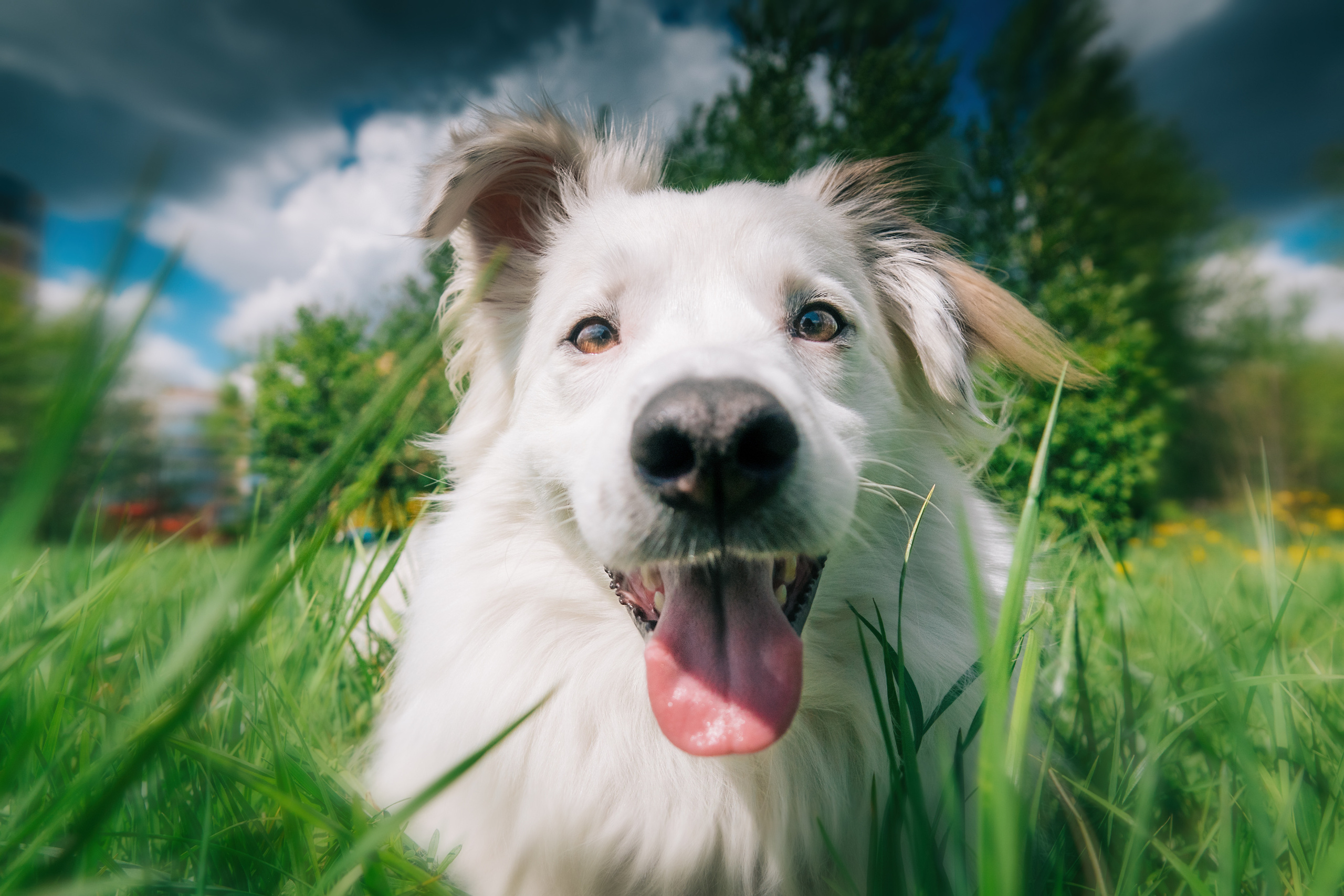 Красивая пушистая собака лежит в траве высунула язык