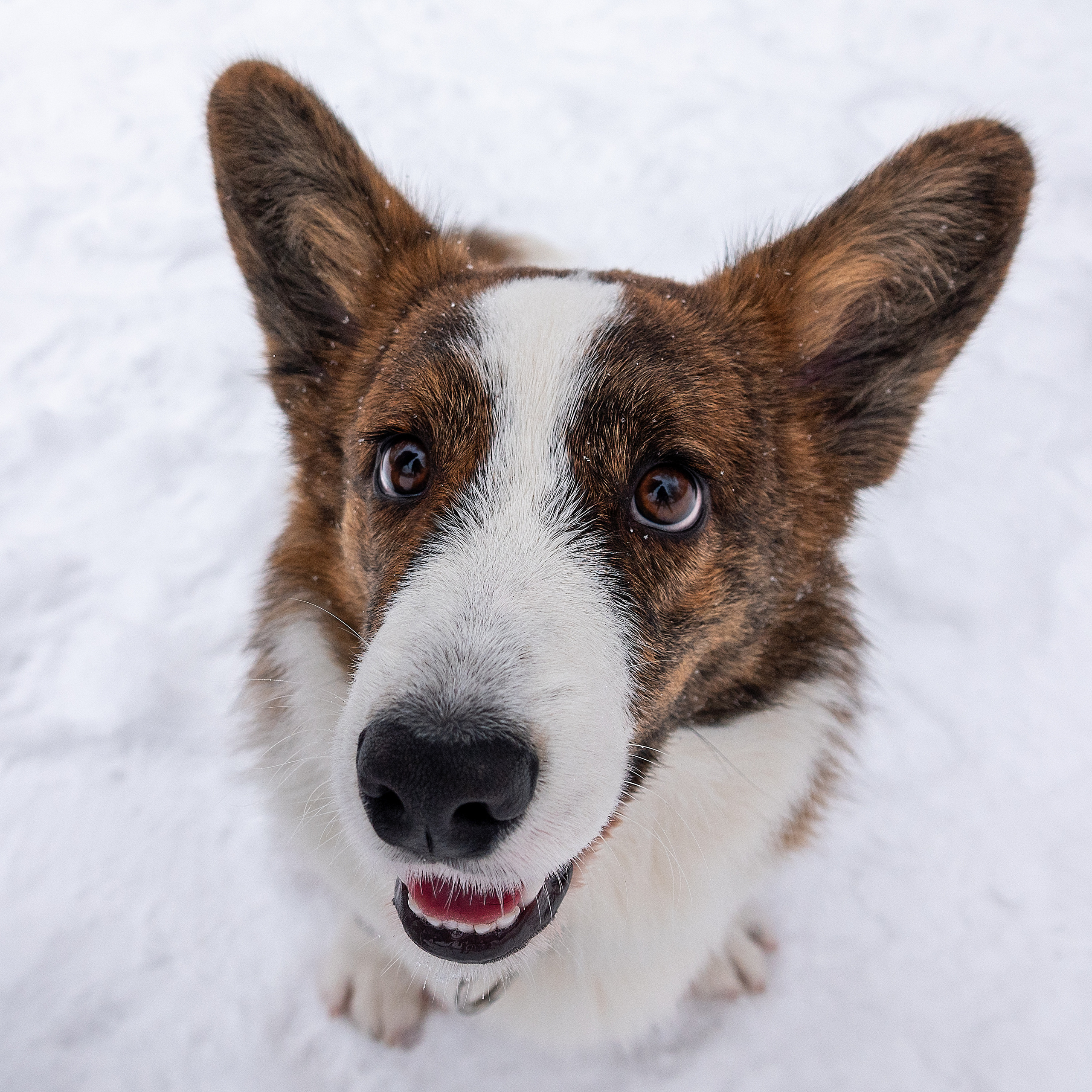 Фотосессия очаровательного малыша Кастера. Фотограф-анималист в Москве Юлия Лайхо