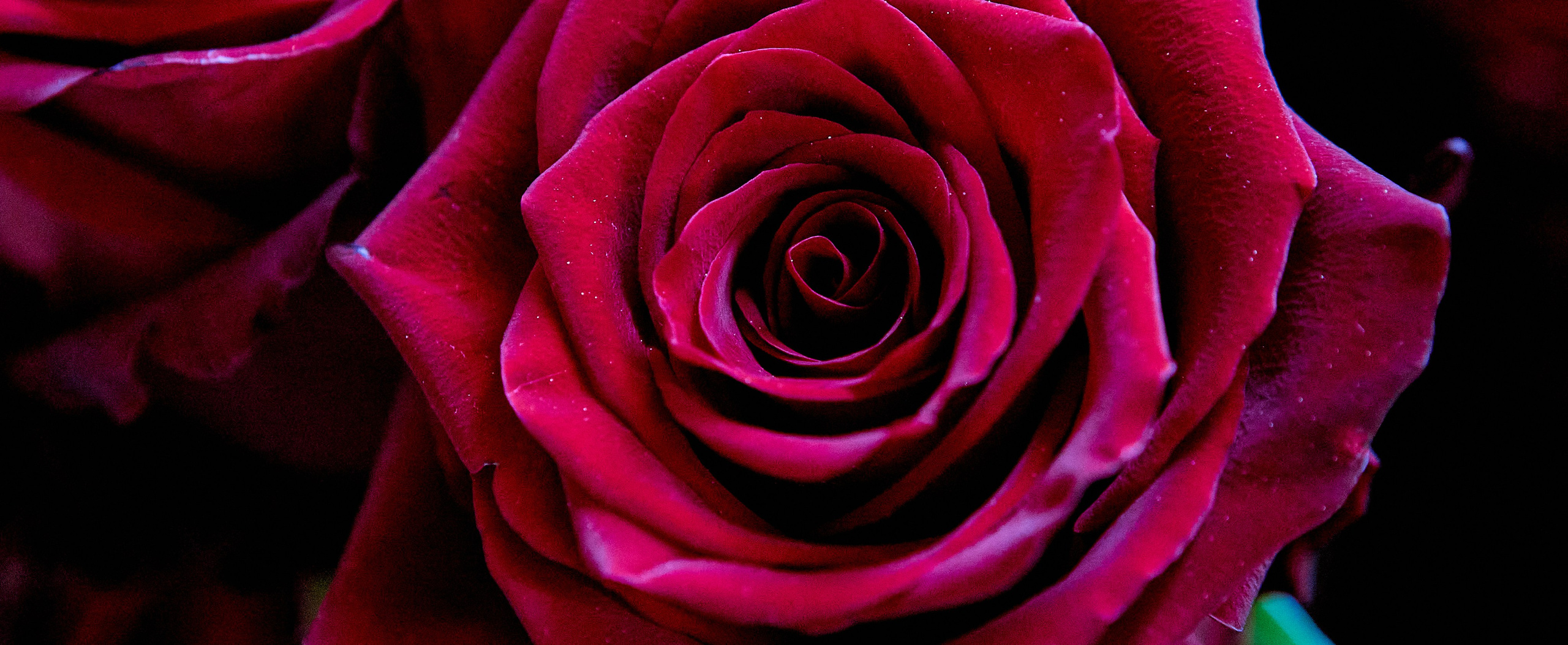 Роза олицетворяет материнство — ту священную любовь, что окружает нас. Православный Портретный фотограф Николай Голованов г. Дзержинск