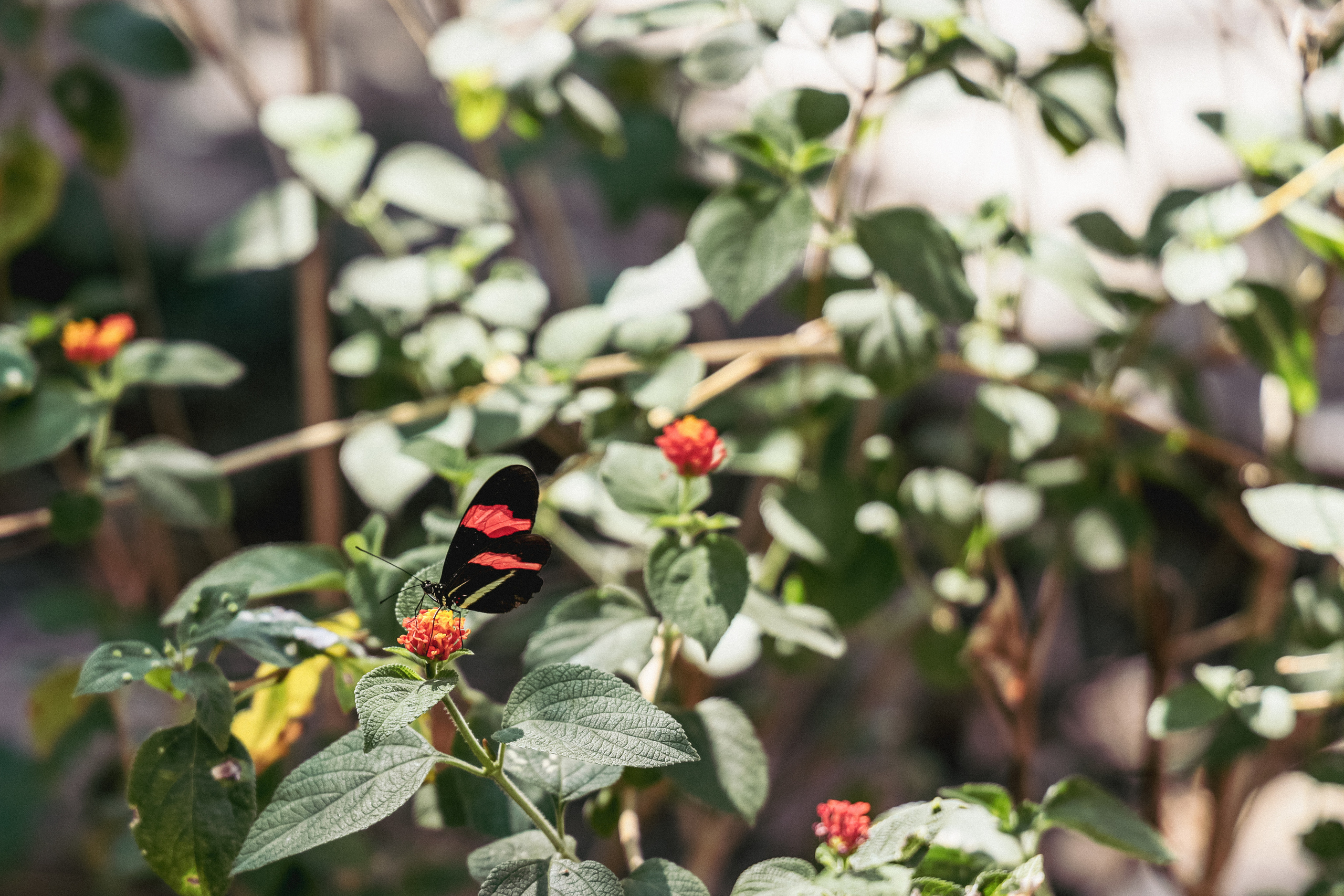 Shrovetide In Russian style. Family, portrait, content photo in Costa Rica Evgeniya Besprozvannykh