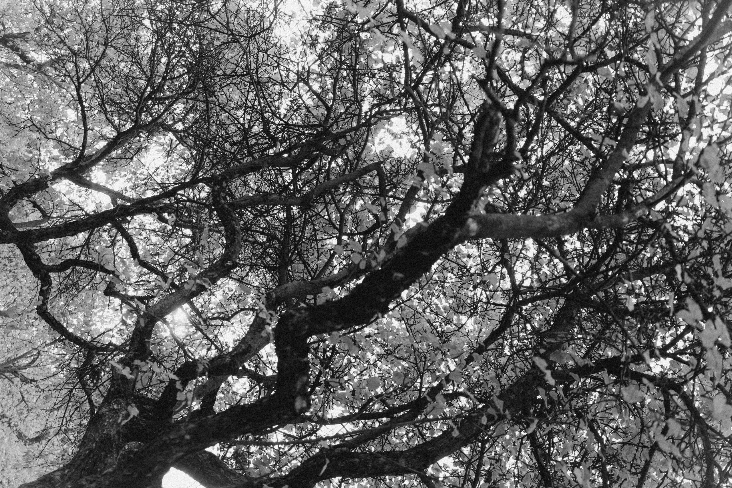 Галки, ветки и любовь. Фотограф Москва Селюкова Юлия