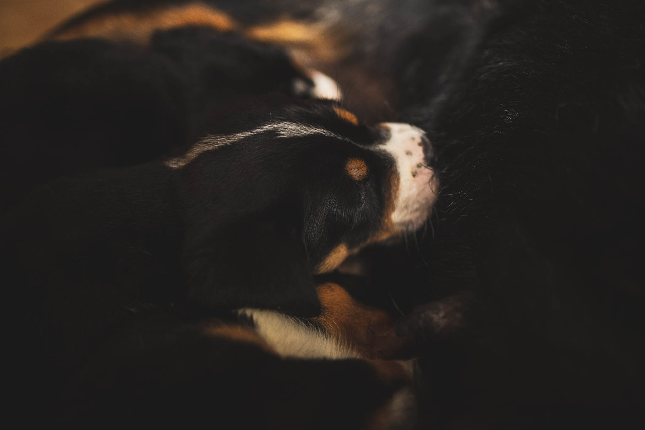 Гроссики. Фотограф-анималист Александра Шеремет