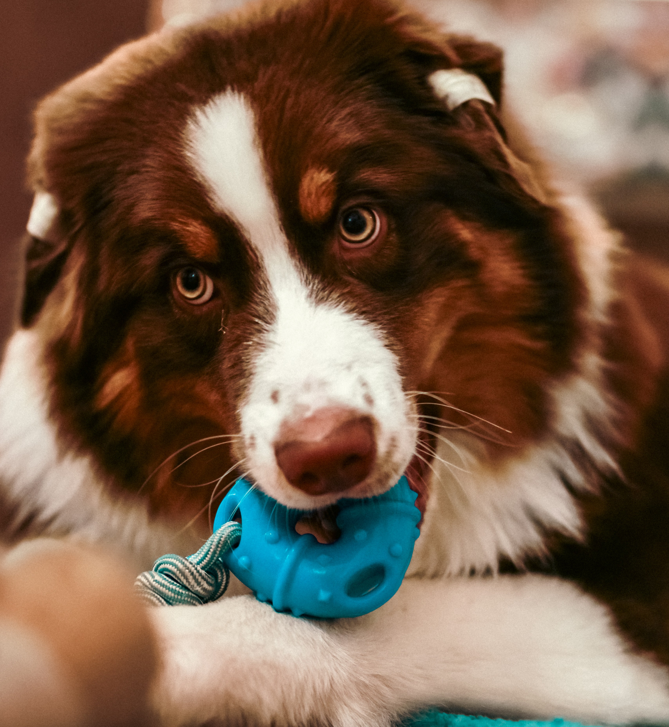 Аусси 4. Фотограф репортажей и стритфотосессий в Москве Людмила Смирнова