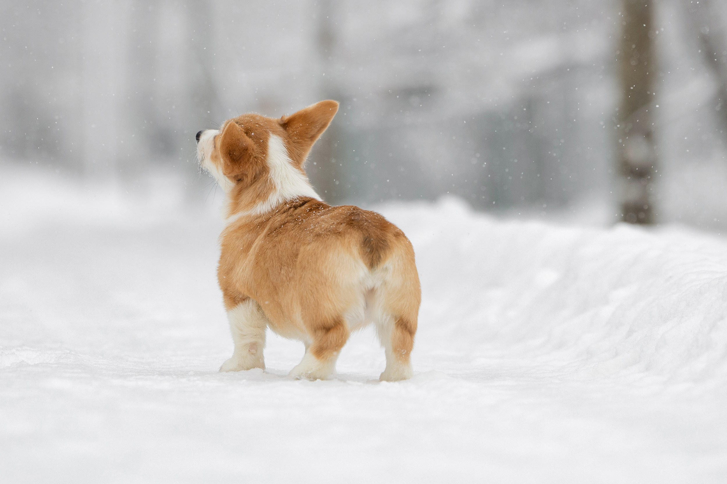 Питомник Mistycor. Мои работы