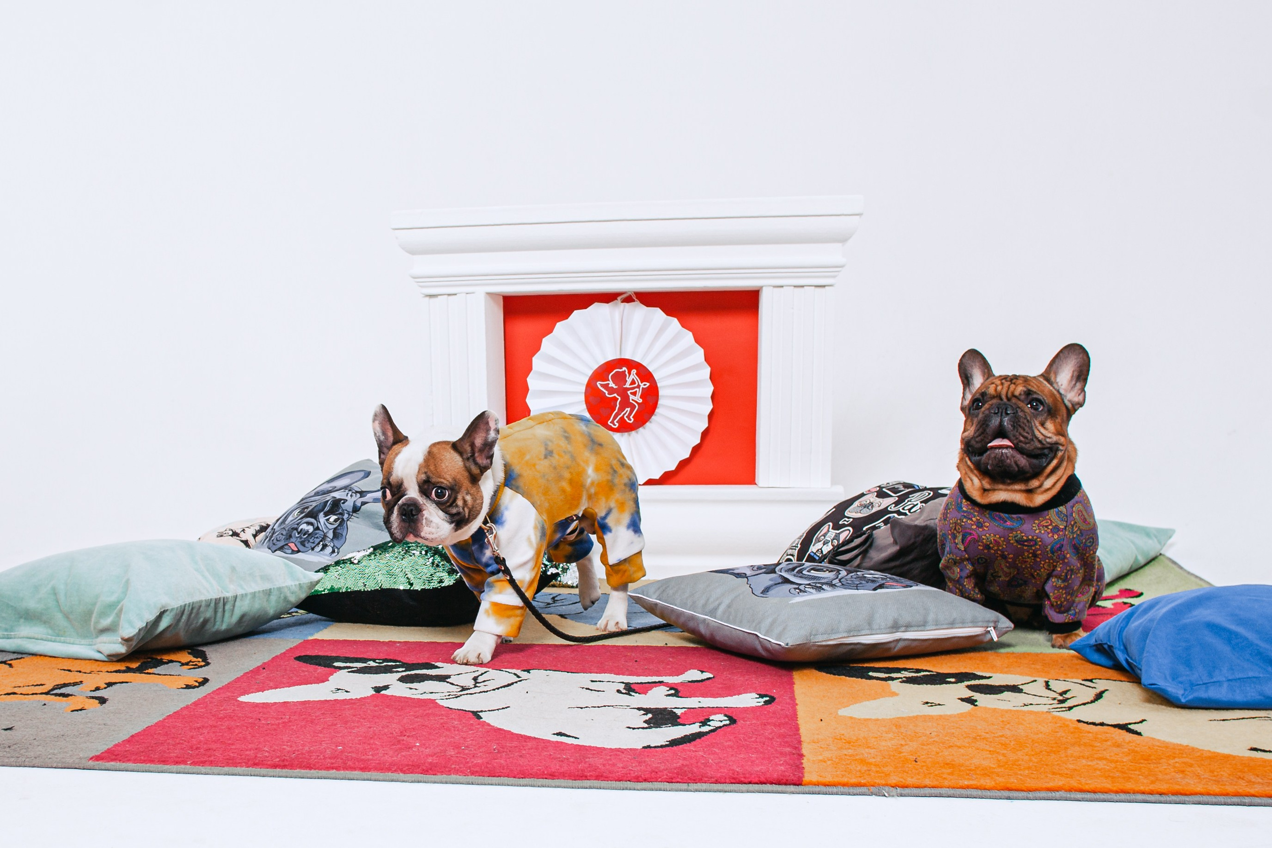 Пижамная вечеринка французских бульдогов и их хозяев. Фотограф-анималист Татьяна Степанова