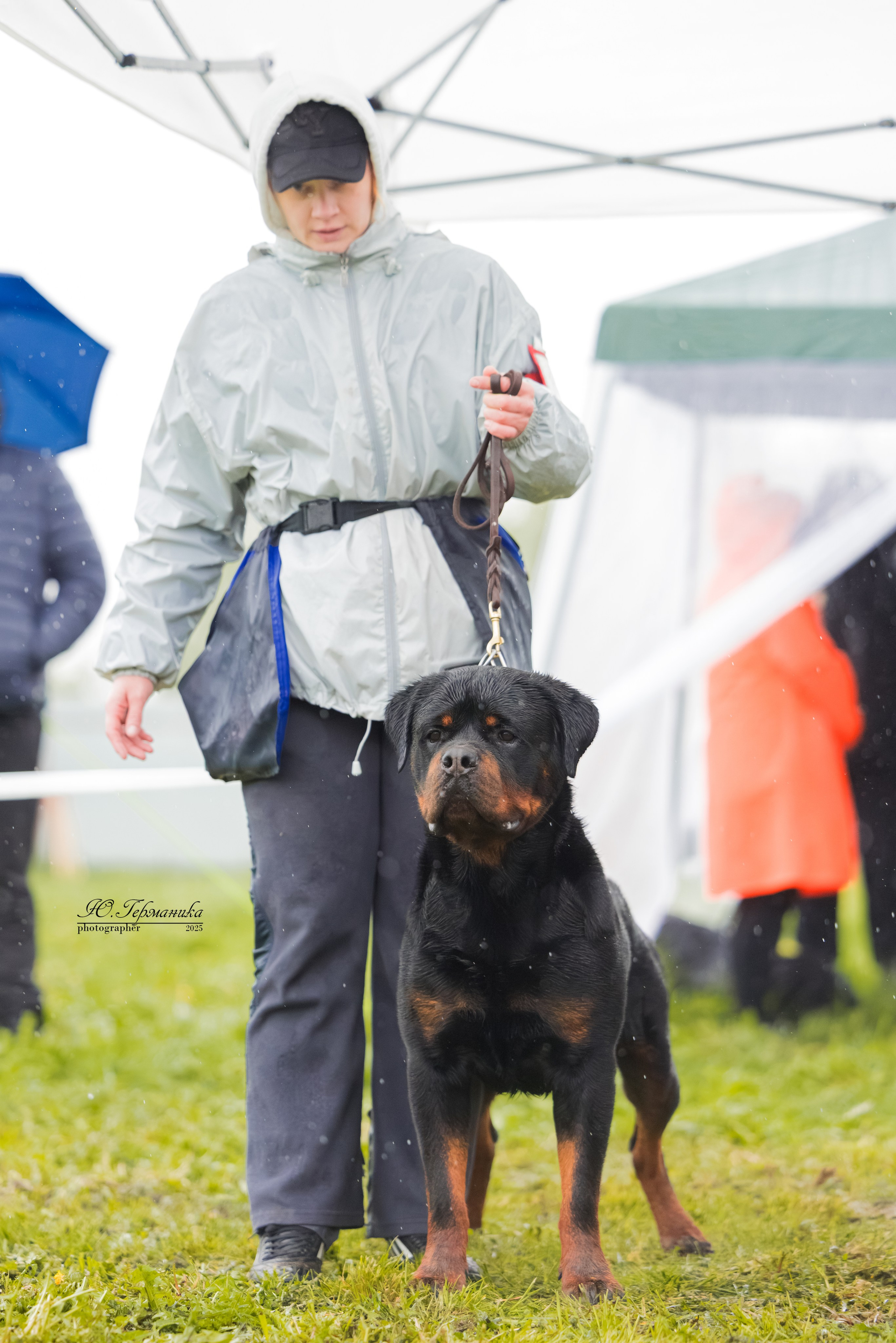 Нижний Новгород 2хмоно ротвейлеров 10-11.05.2025. Фотограф-анималист Юлия Германика