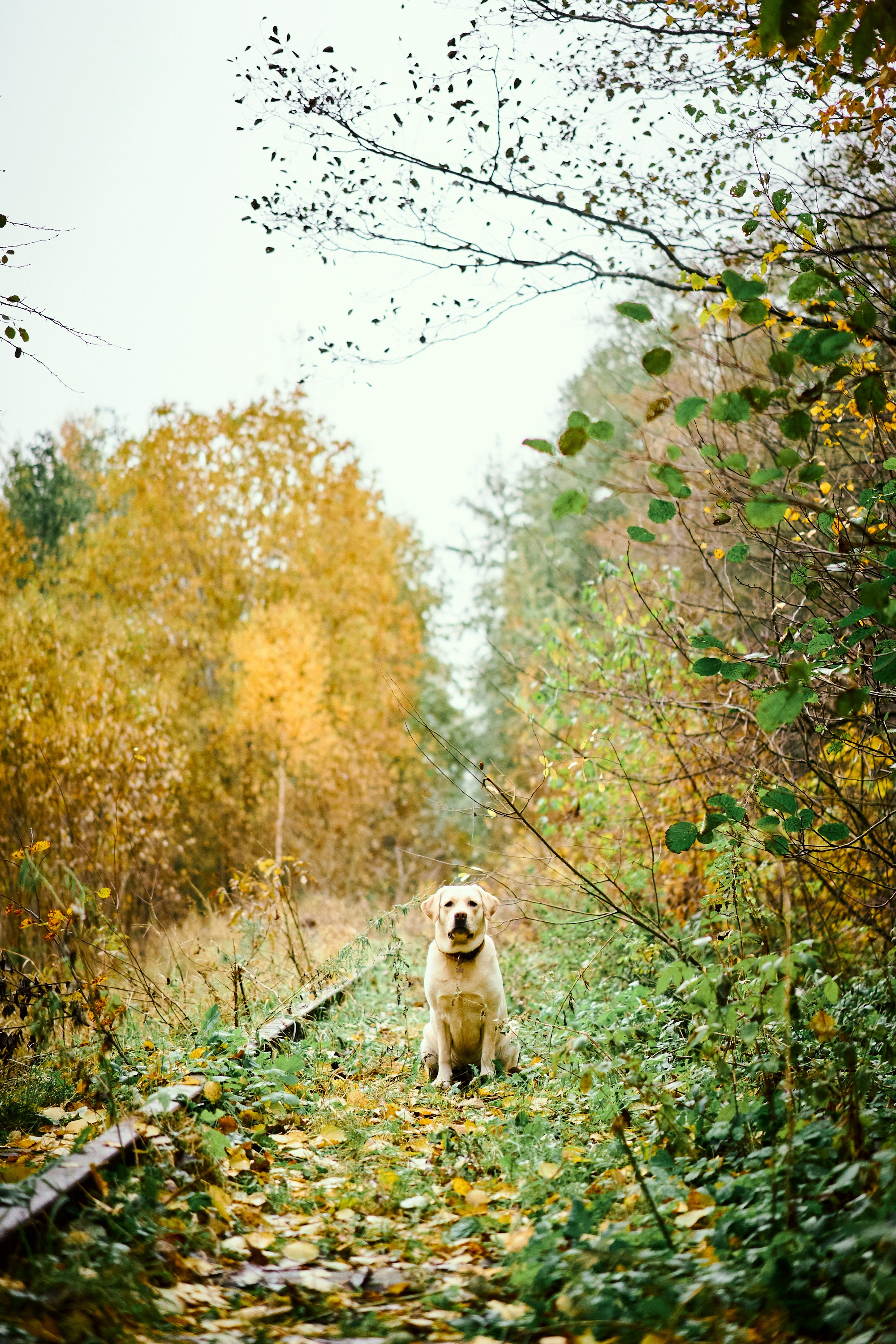Bell and Black. Vutitsa