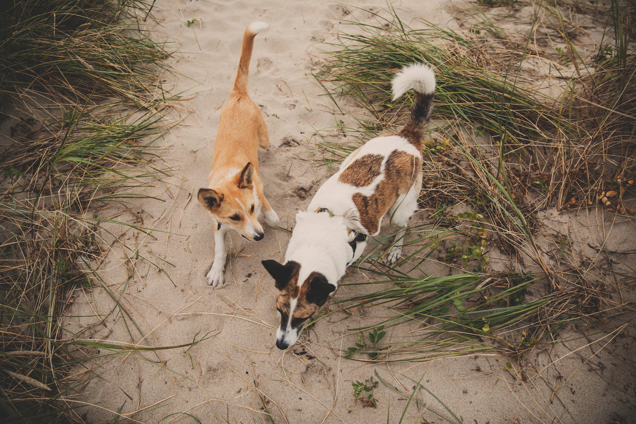 #фотографкалининград. Свадебный и семейный фотограф Колоскова Мария (Сочи и весь мир)