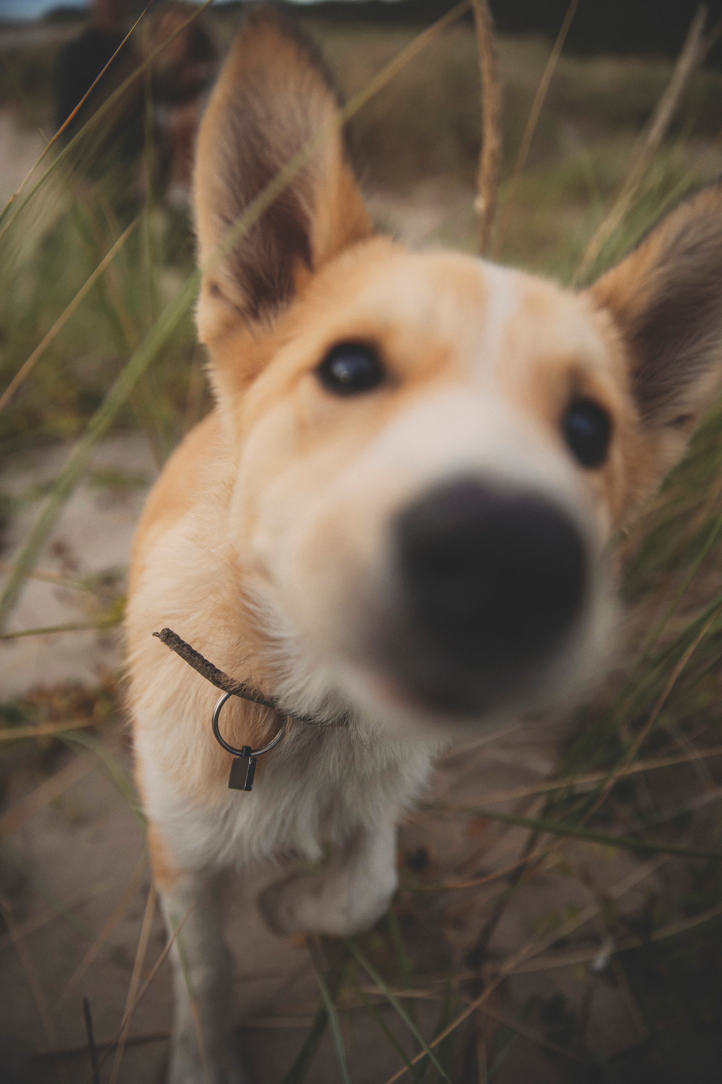 #фотографкалининград. Свадебный и семейный фотограф Колоскова Мария (Сочи и весь мир)