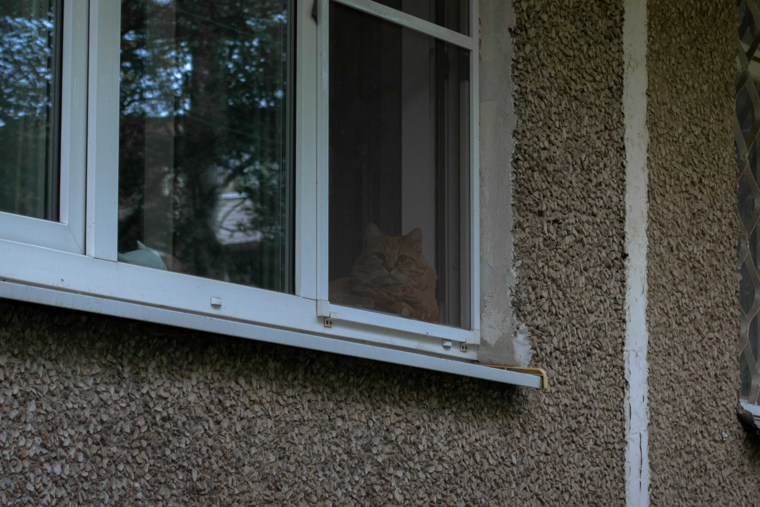 Cats.1. Dumshap | думшап