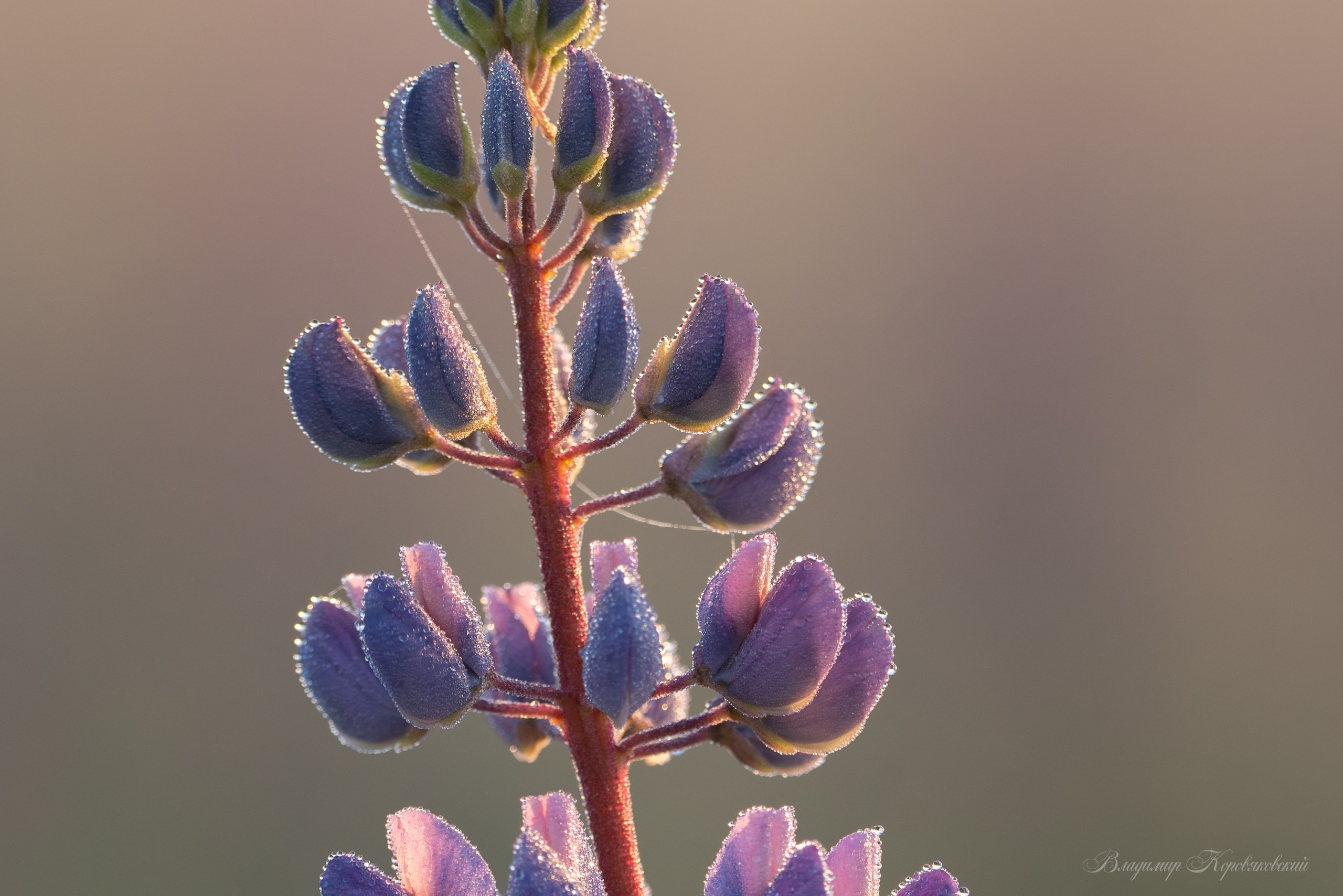 Природа. Фотограф Владимир Коровяковский