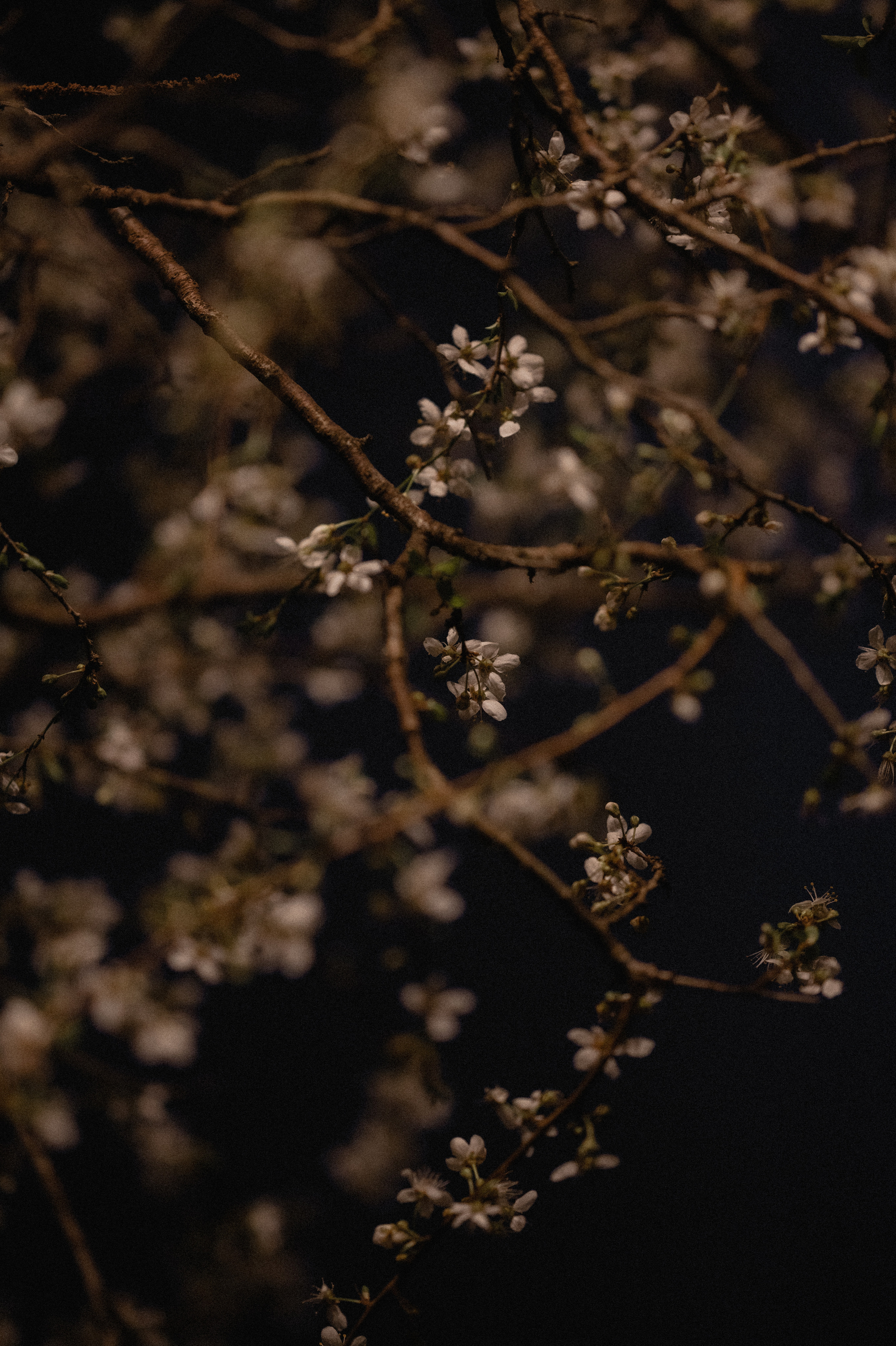 Лесная история. Семейный и свадебный фотограф в Самаре