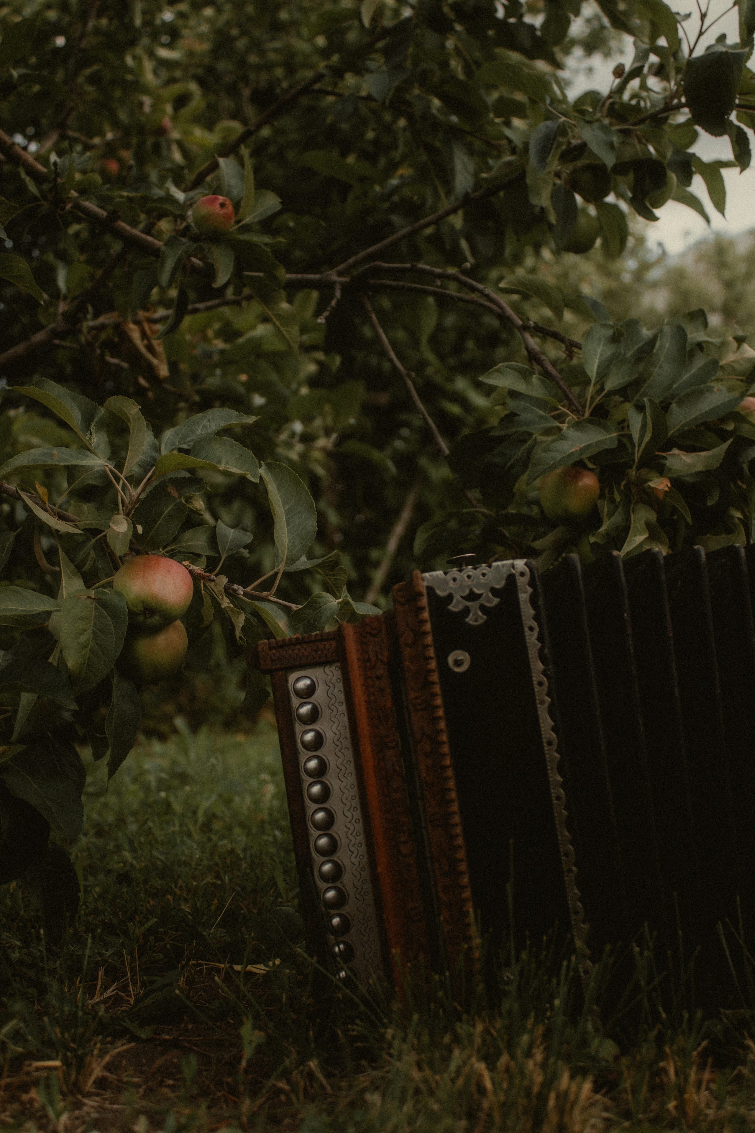 Яблоневый сад. Семейный и свадебный фотограф в Самаре