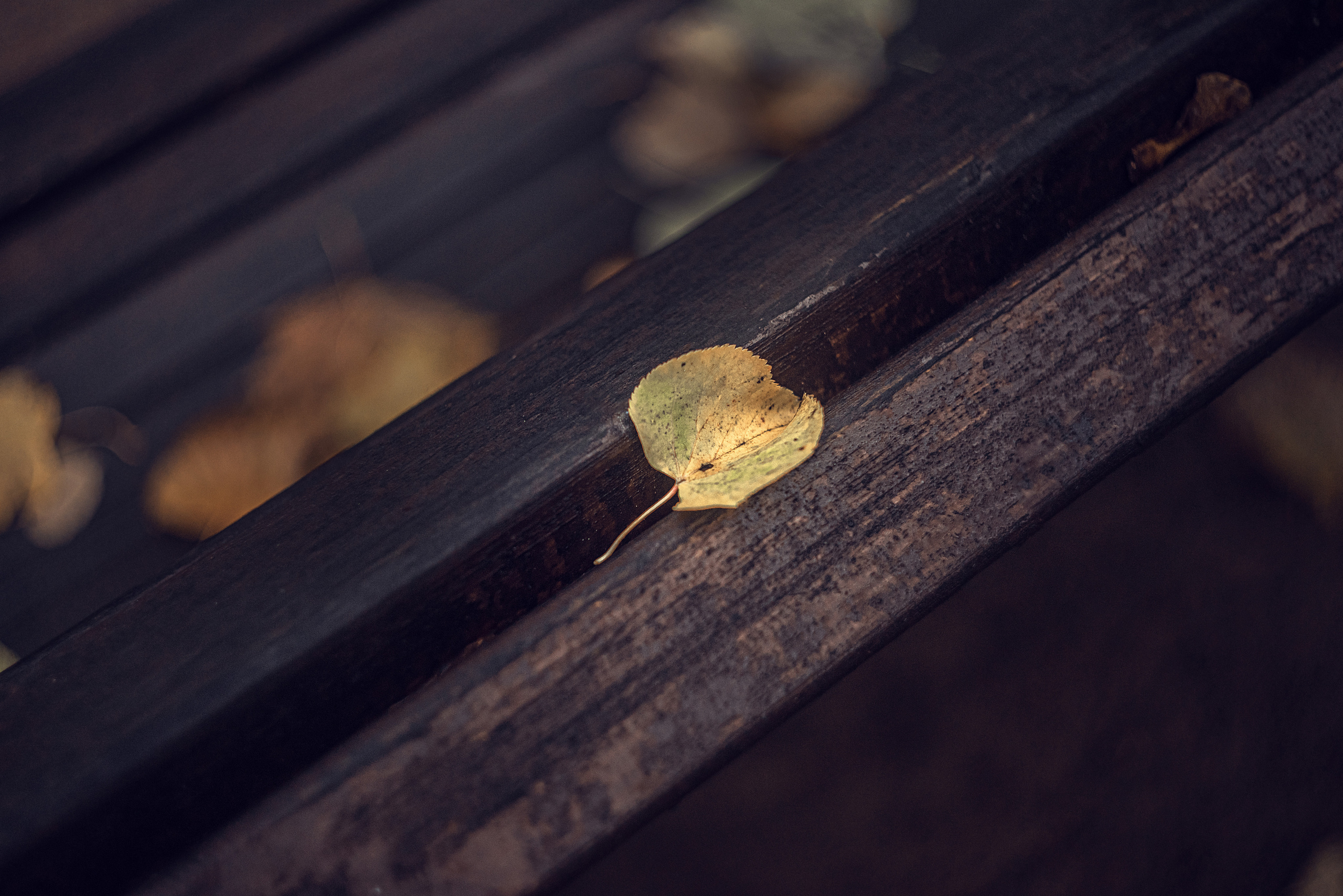 Осенняя мелодия. Душевная фотография от сердца к сердцу Марина Жиделева фотограф Москва