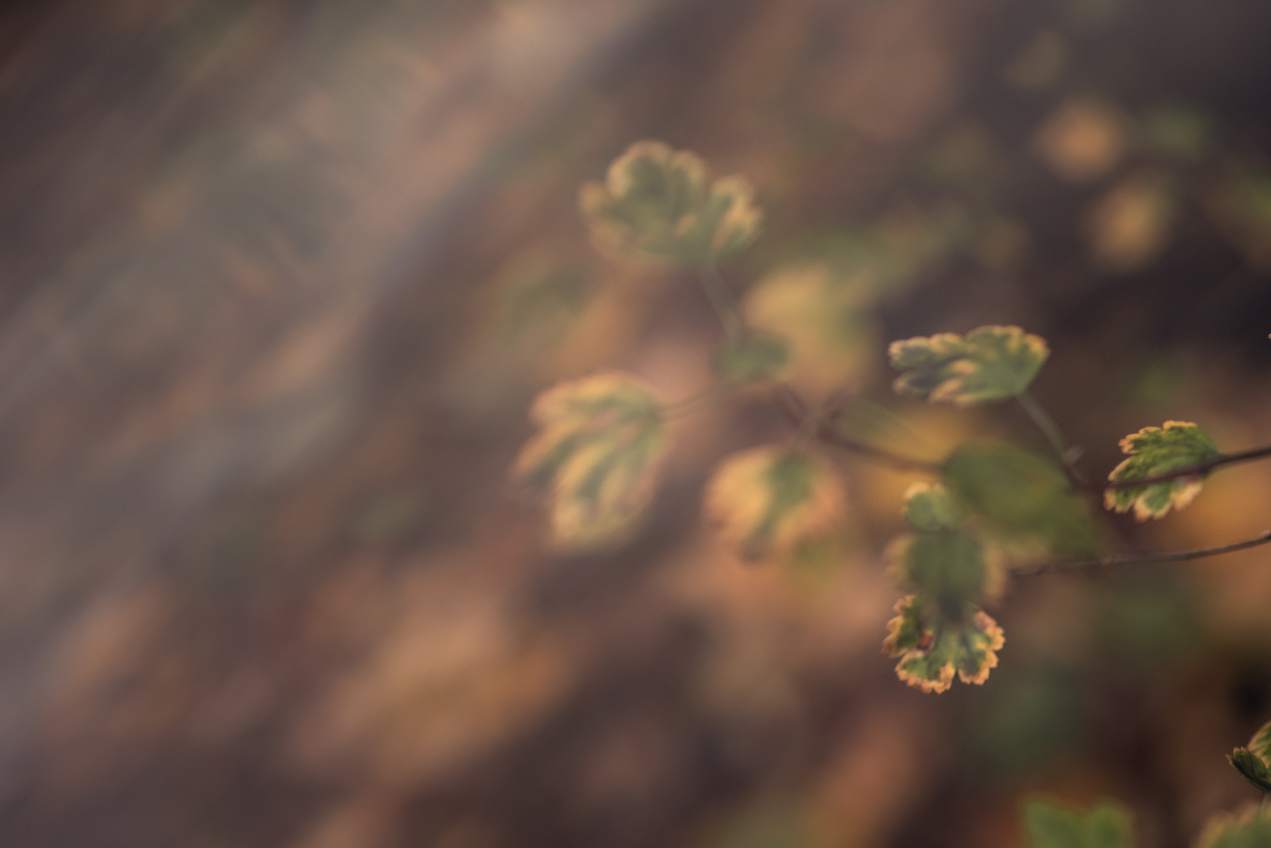 Осенняя мелодия. Душевная фотография от сердца к сердцу Марина Жиделева фотограф Москва