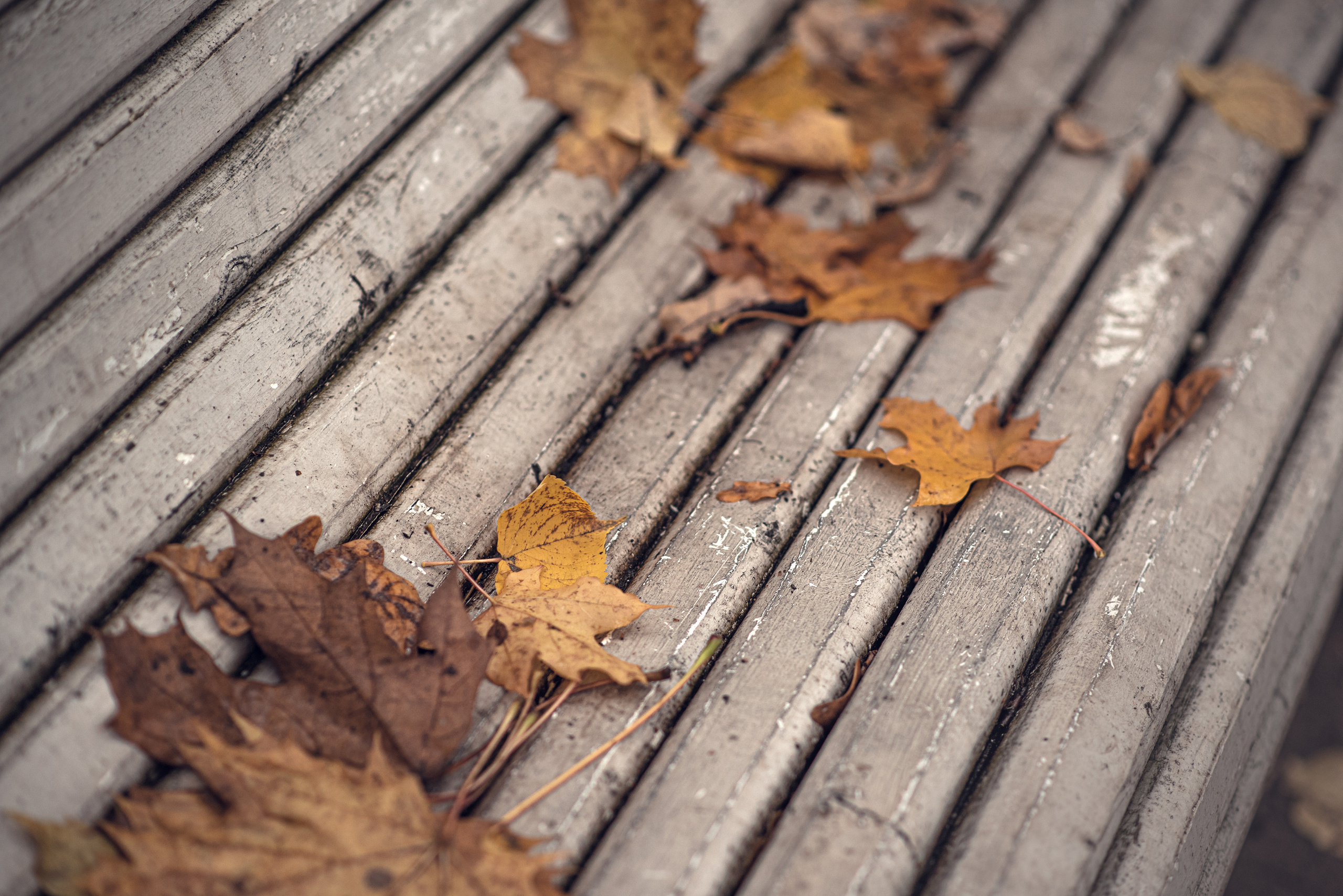 Осенняя мелодия. Душевная фотография от сердца к сердцу Марина Жиделева фотограф Москва