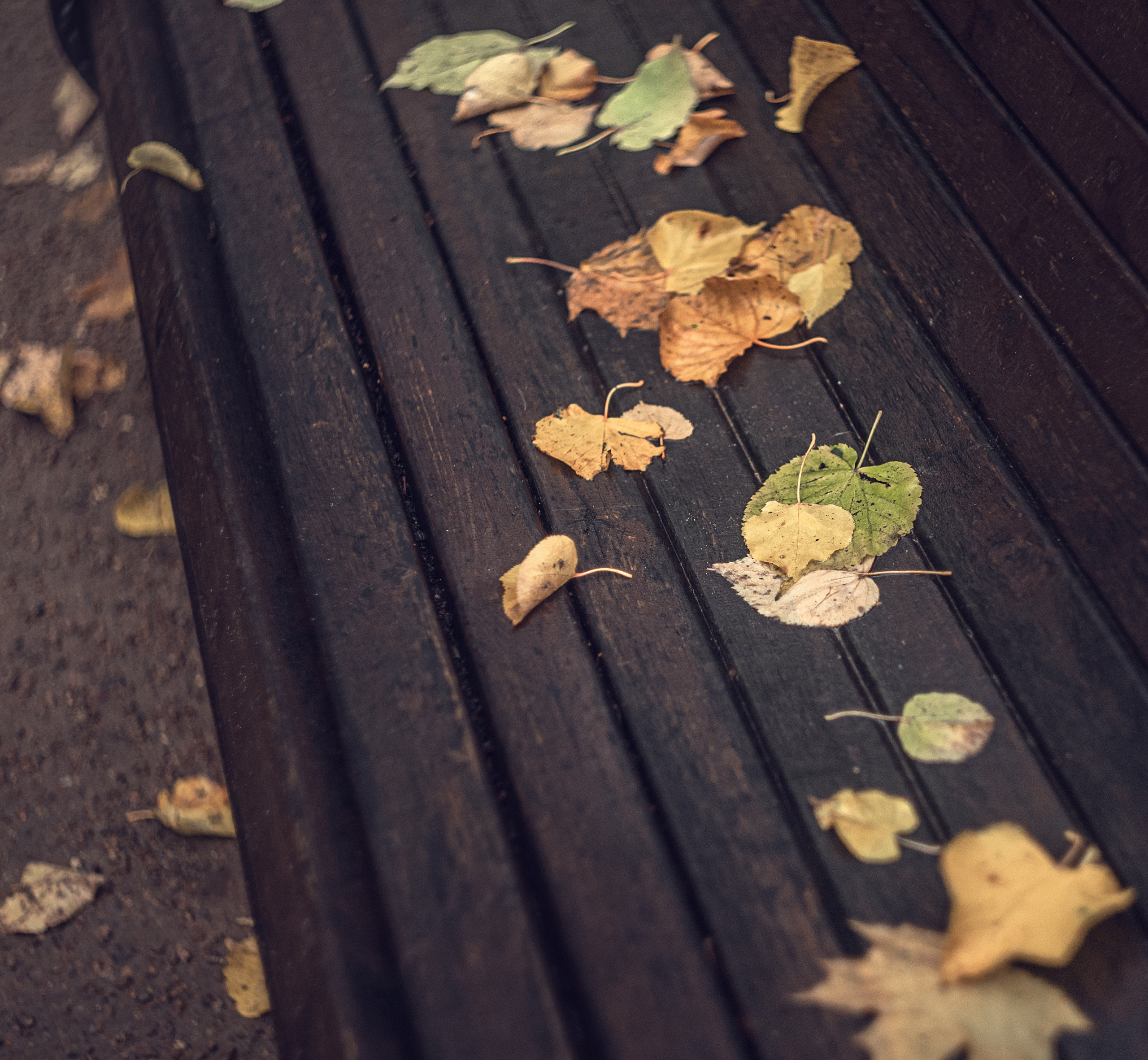 Осенняя мелодия. Душевная фотография от сердца к сердцу Марина Жиделева фотограф Москва