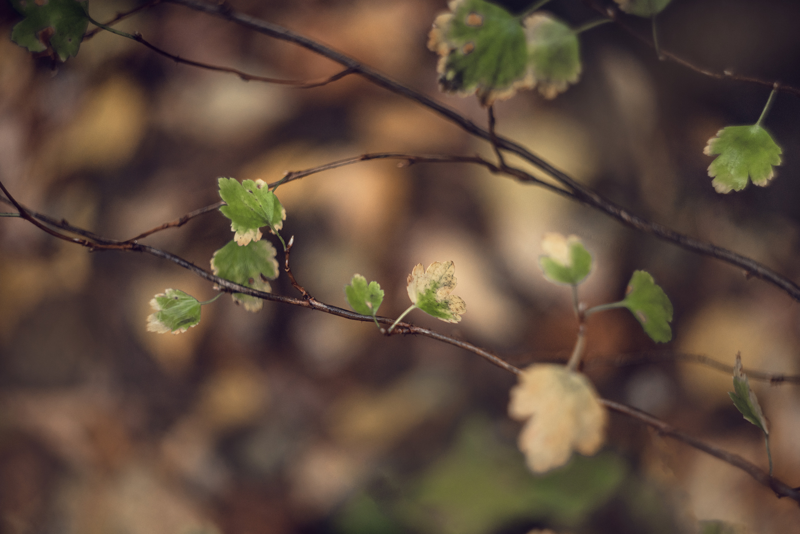 Осенняя мелодия. Душевная фотография от сердца к сердцу Марина Жиделева фотограф Москва