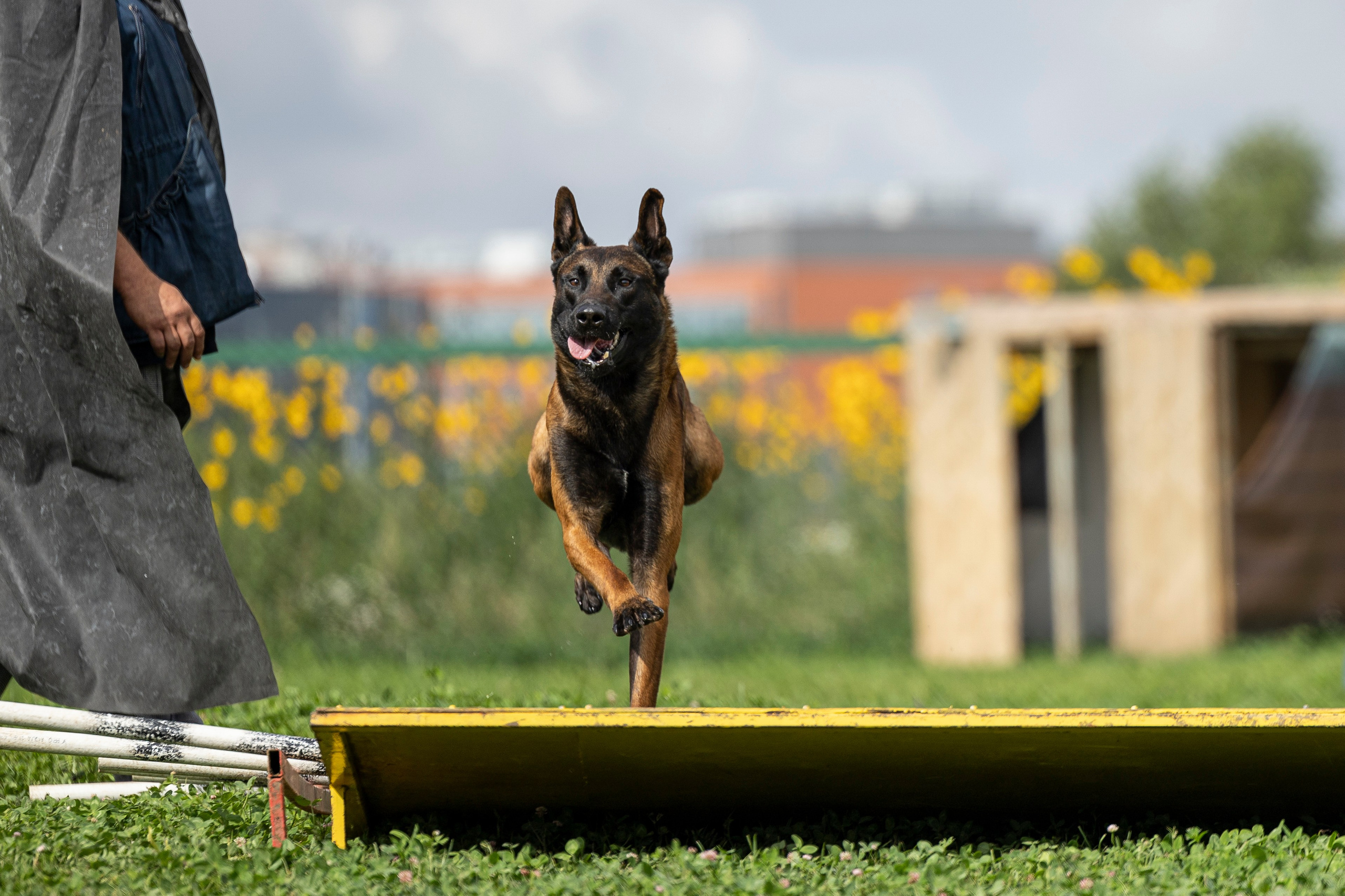 Соревнования по Мондьорингу г. Вологда 10-11.08.2024. Фотограф-анималист Анна Маринич