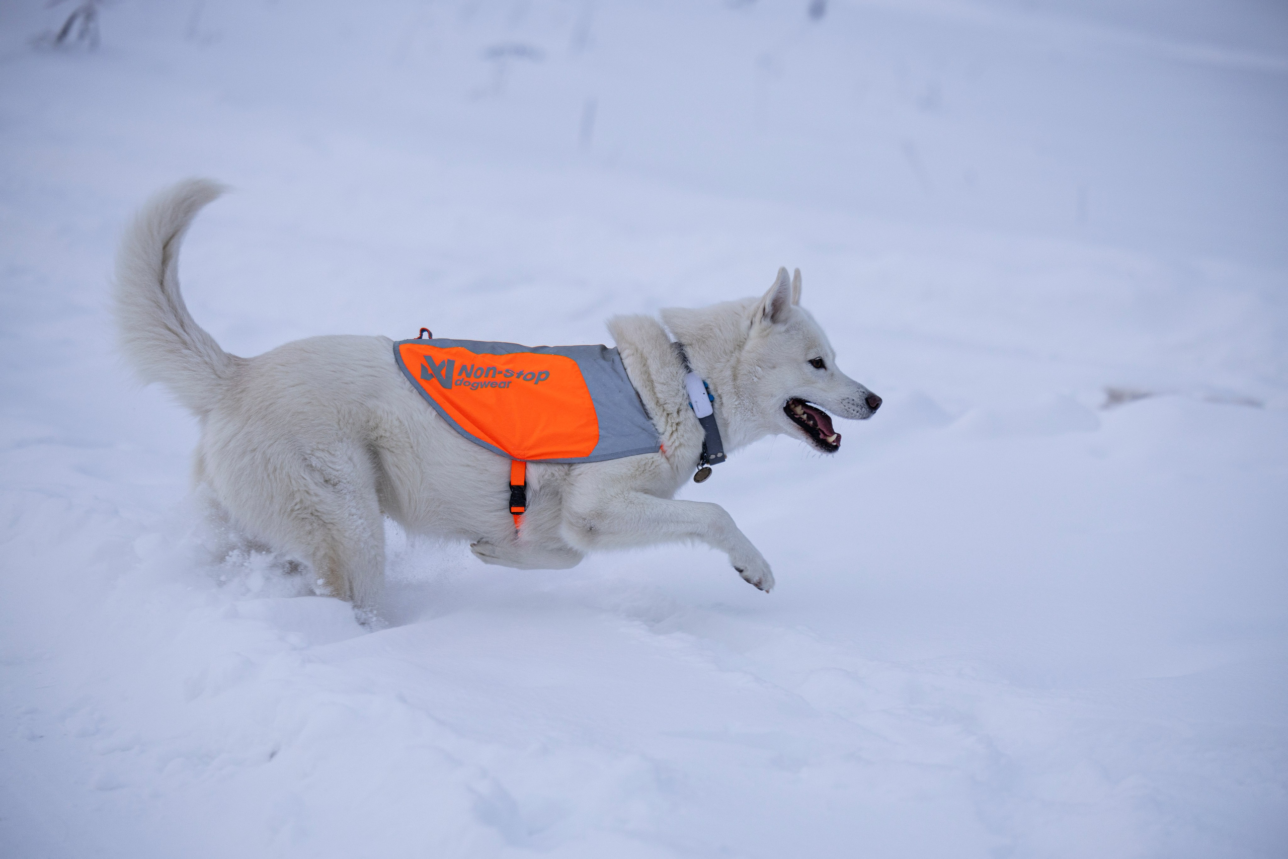 Рики и Гаруда. Фотограф-анималист Анна Маринич