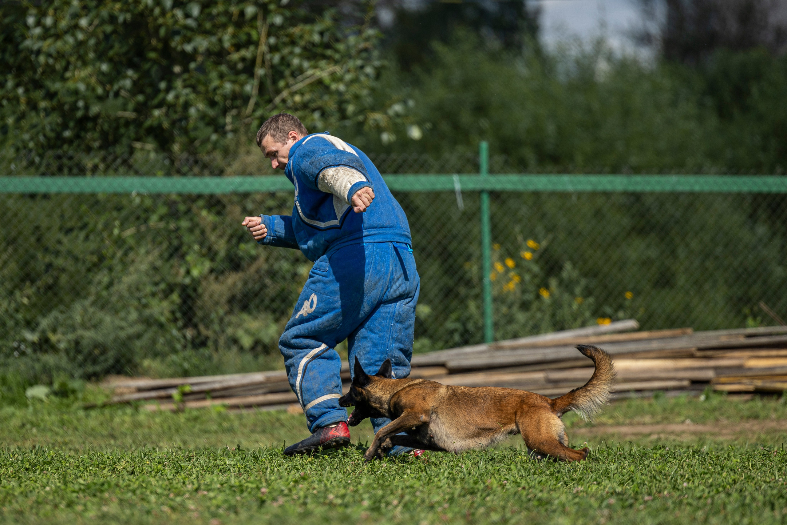 Соревнования по Мондьорингу г. Вологда 10-11.08.2024. Фотограф-анималист Анна Маринич