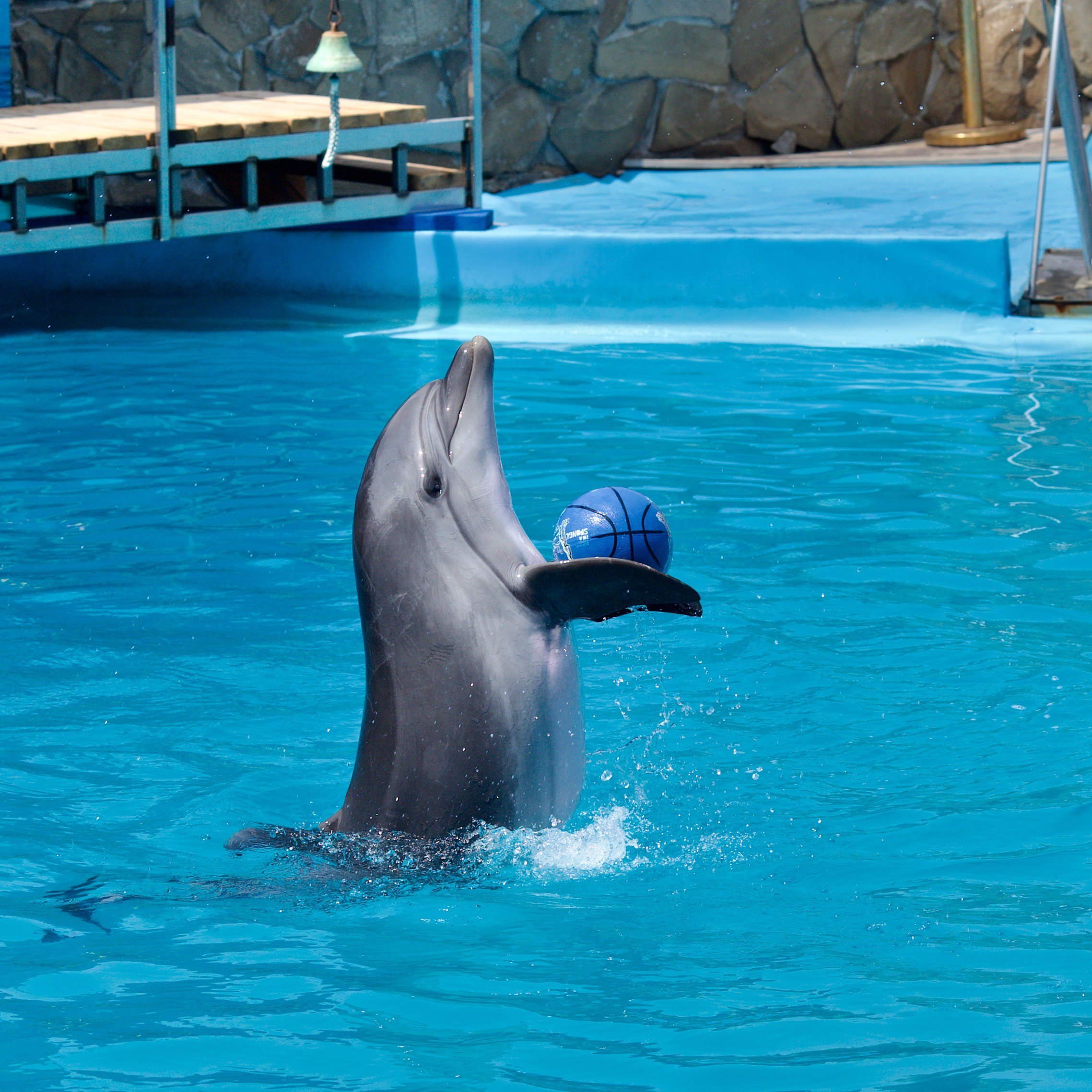 Разные выступления. Школьные выпускные альбомы в Москве Марина Николаева