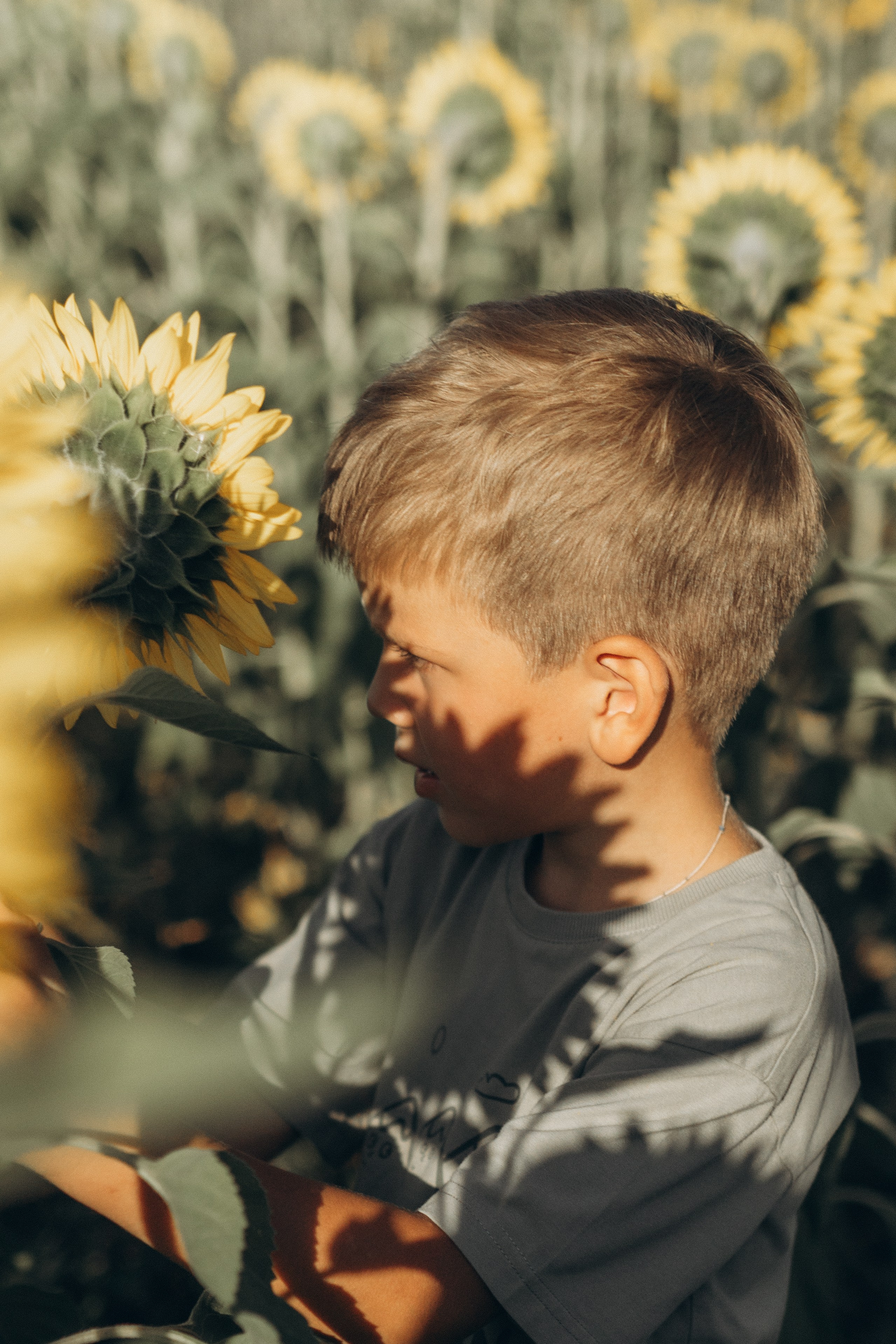 Дети и подсолнухи. Семейный фотограф lifestyle в Новосибирске Елена Шпилевая