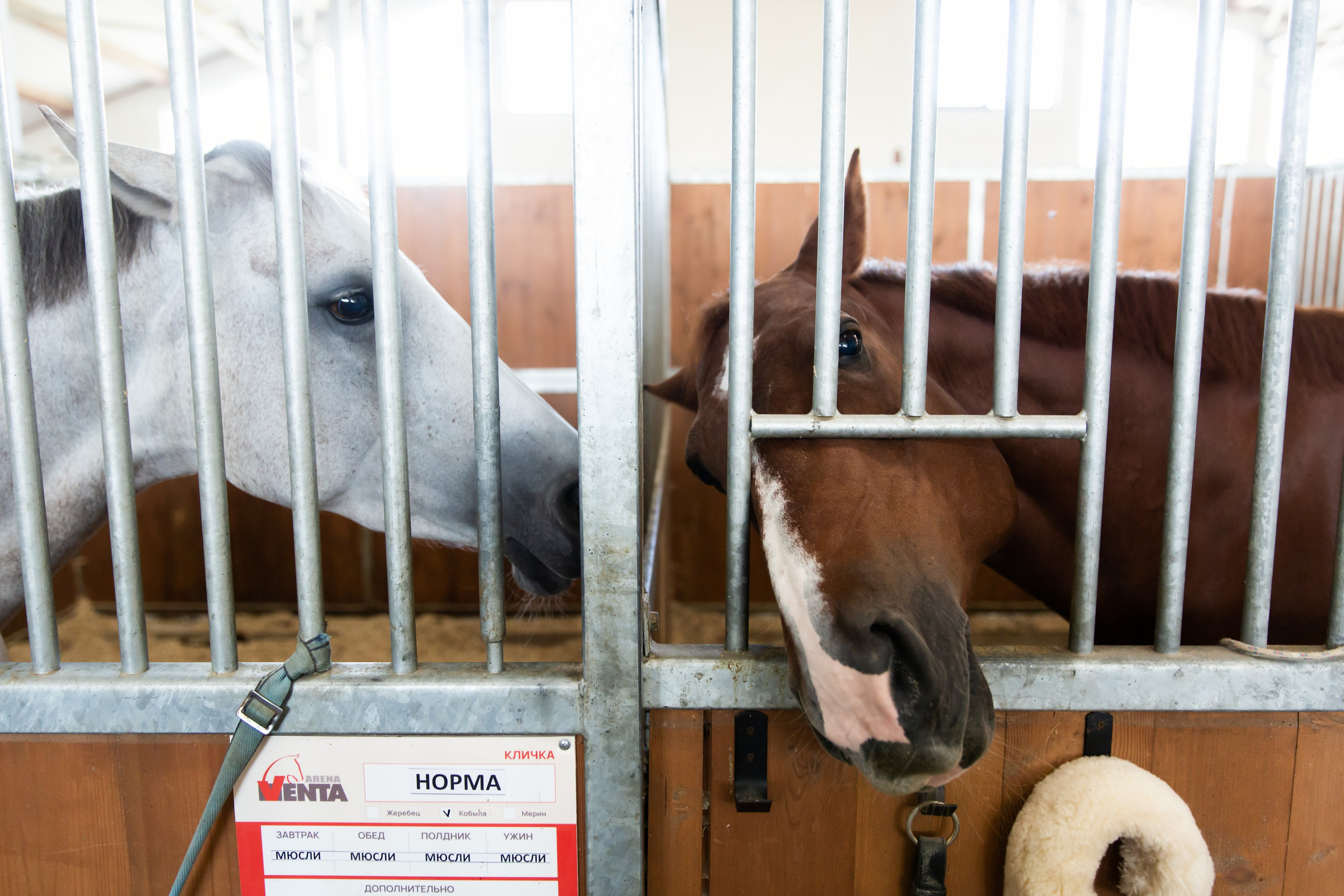 Конюшня. Снимаю съемки