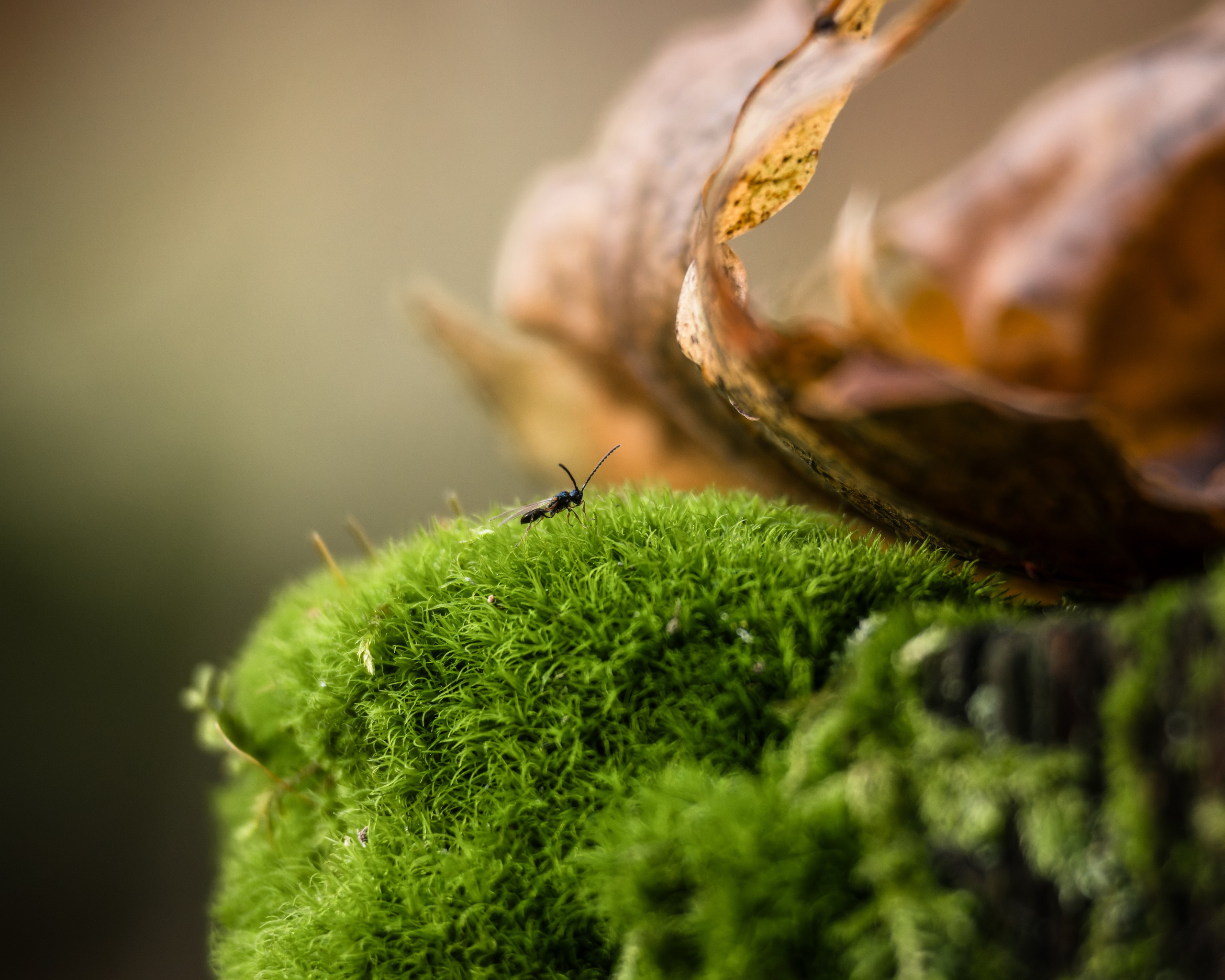 Voronezh 2024. Anton Chernov | Wildlife photographer