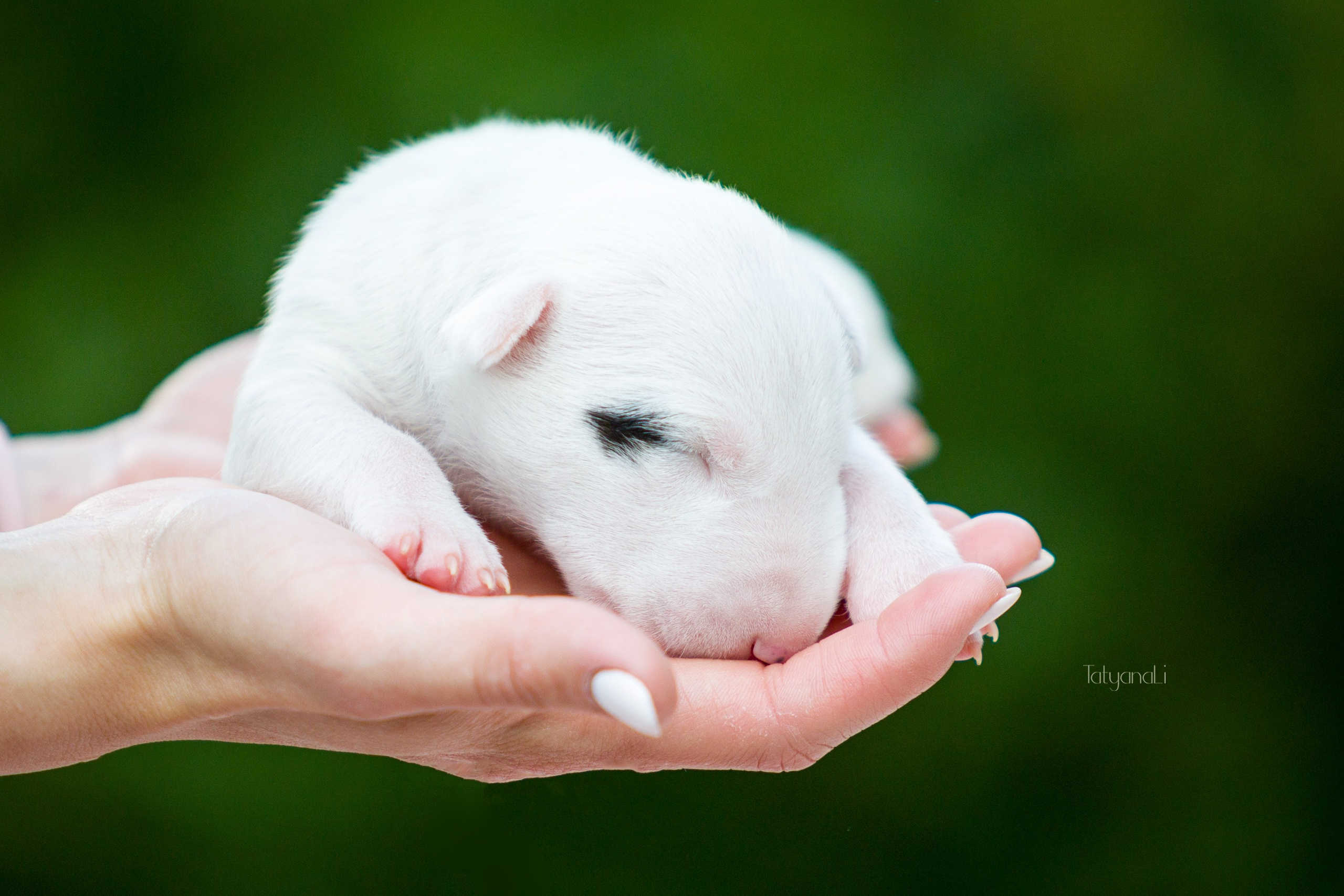 Стандартный бультерьер. Фотограф — анималист Татьяна Ли