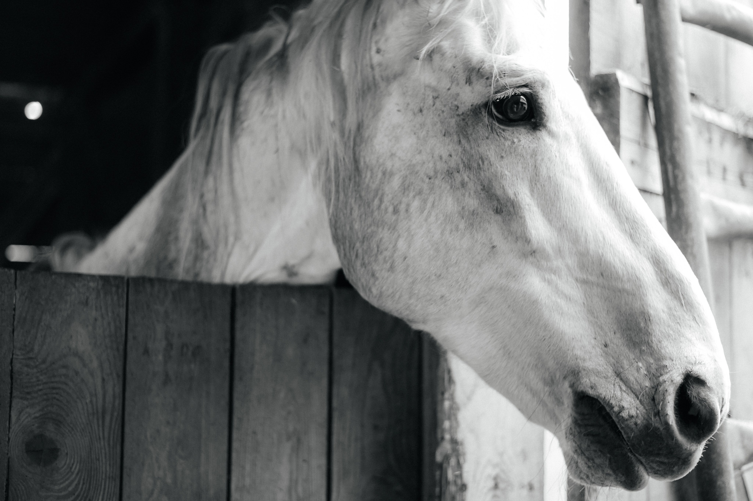 Из Швейцарии на конюшню в Сочи. Фотограф Сергей Суслов | Сочи