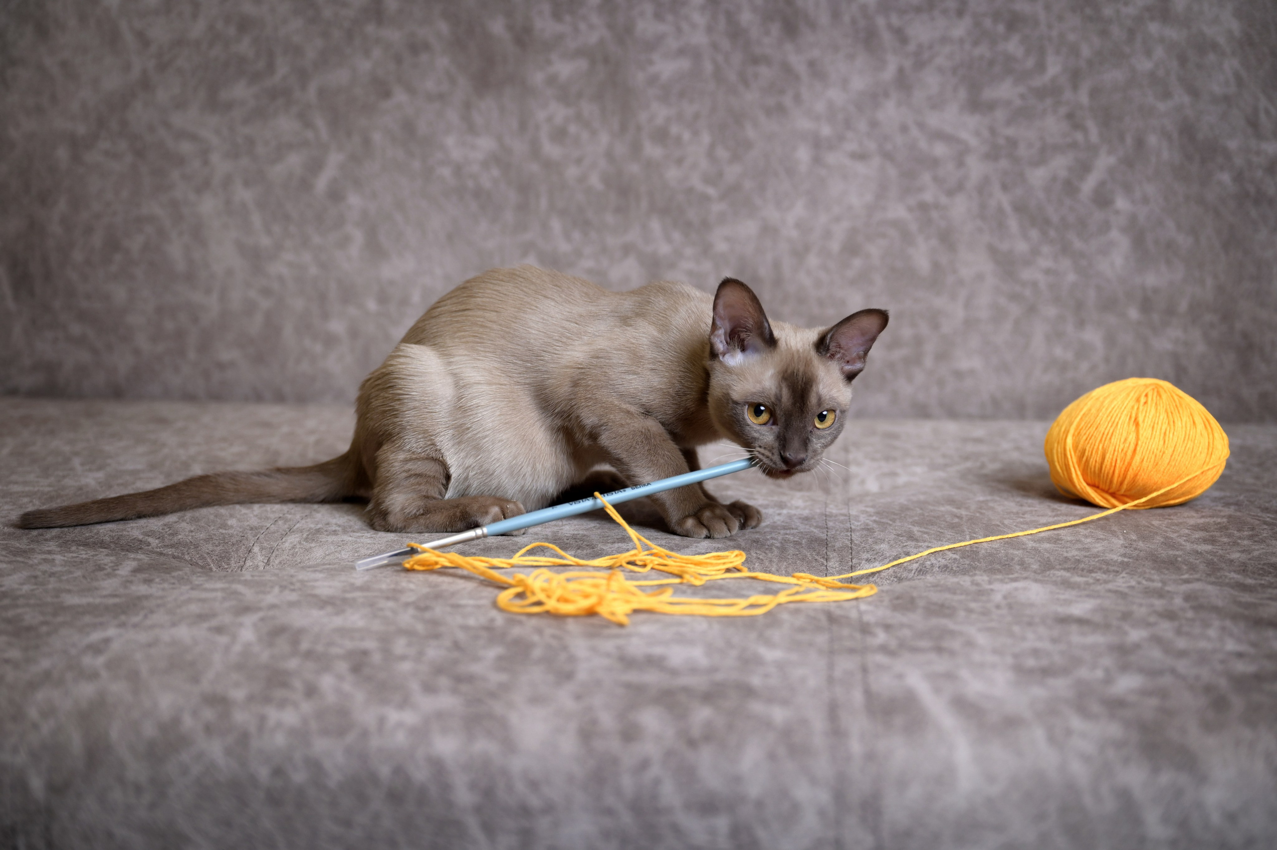 Любимые питомцы. Наталия Моргунова. Фотограф в Королеве и Москве