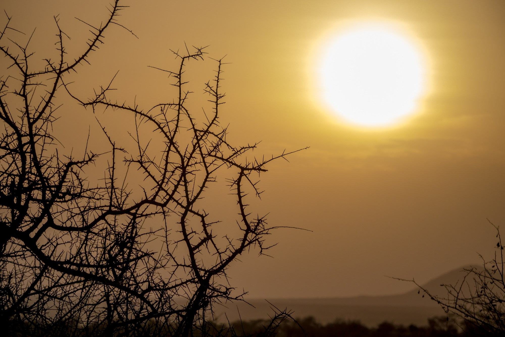 Африка. Кения. Фотосъёмка животных в африканской саванне. Фотограф Алексей Скоробогатько