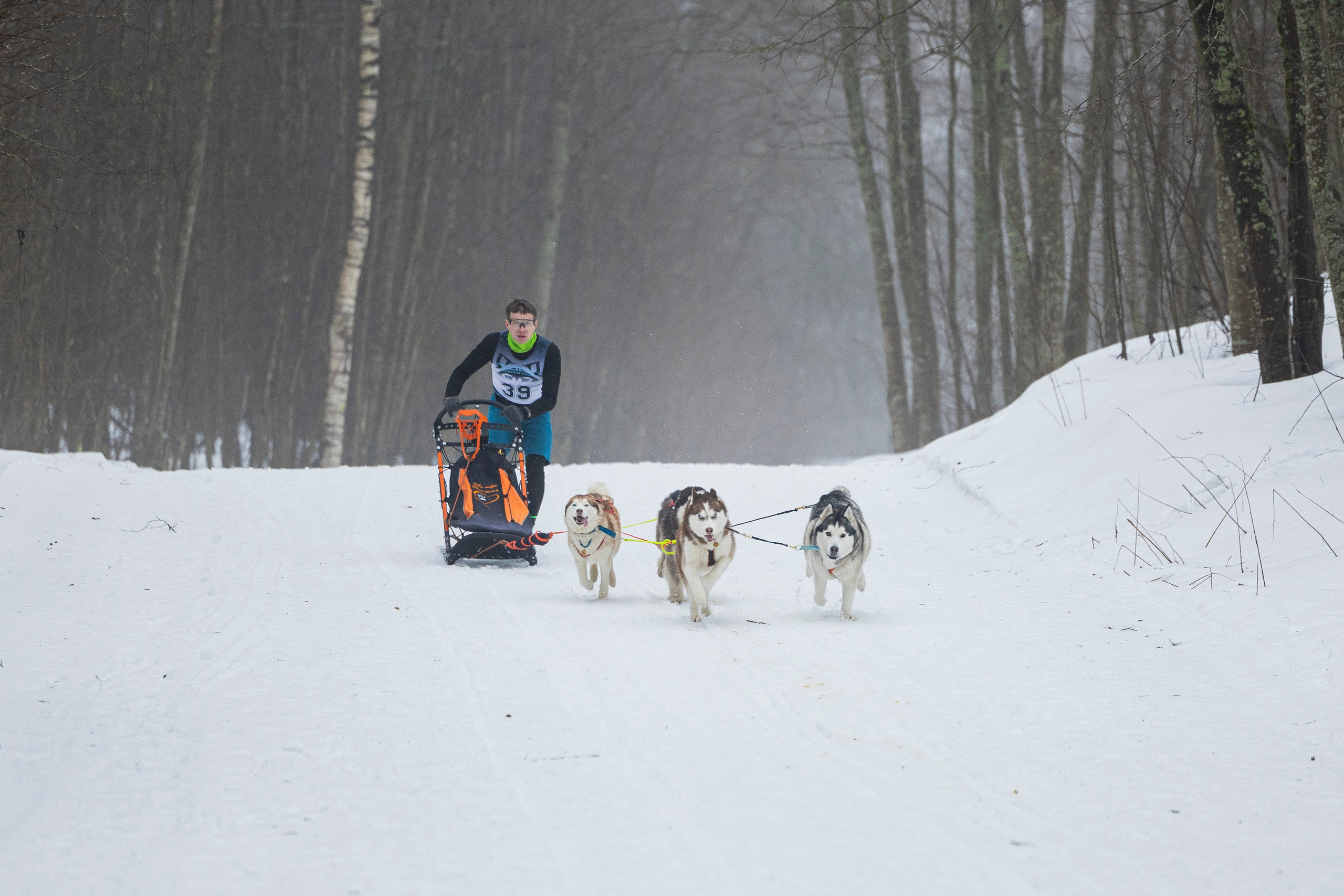 Зимний Чемпионат Санкт-Петербурга по ездовому спорту. Фотограф-анималист Анна Маринич