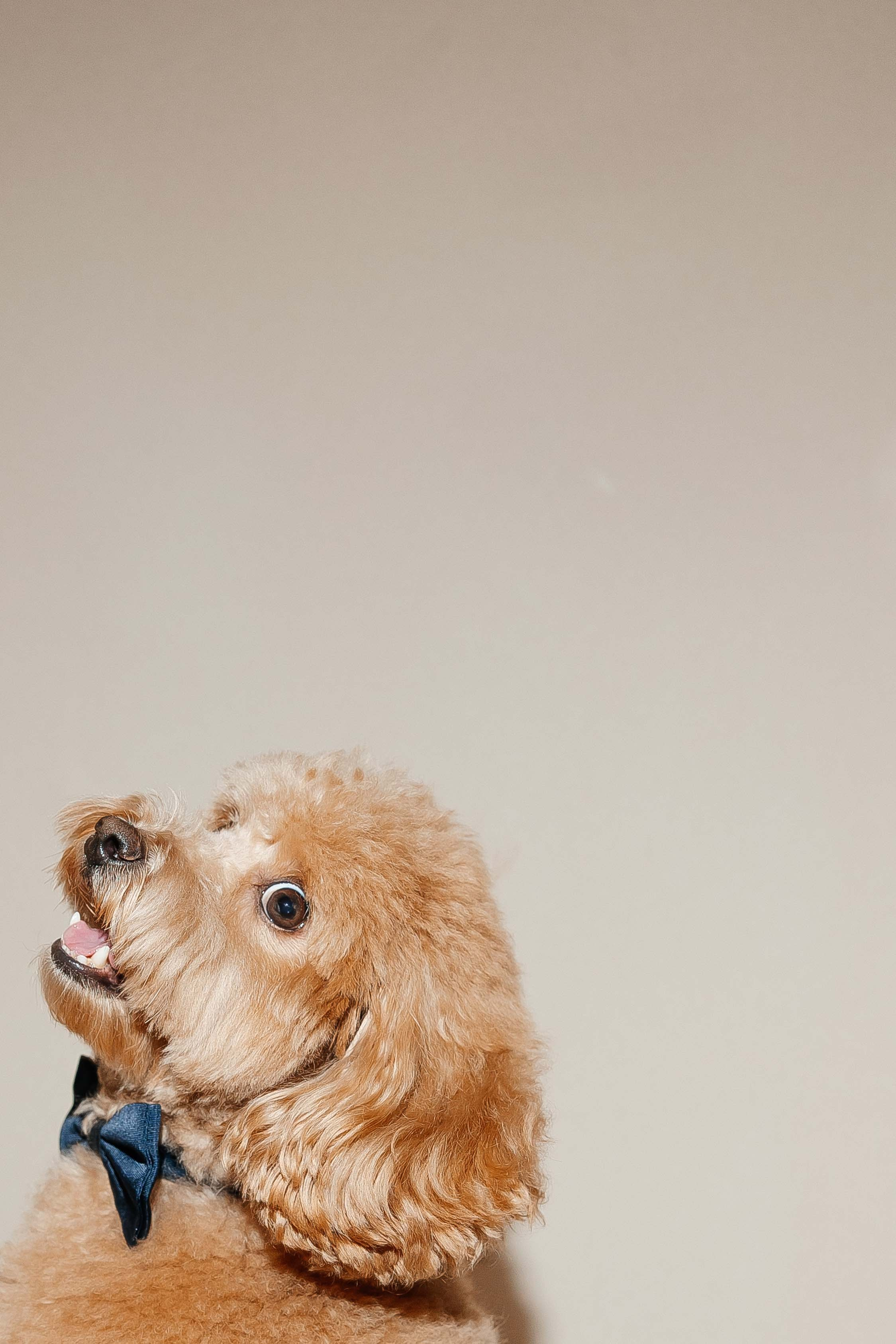 Дмитрий и Лиана. Свадебный фотограф Ирнис Дильмухаметов